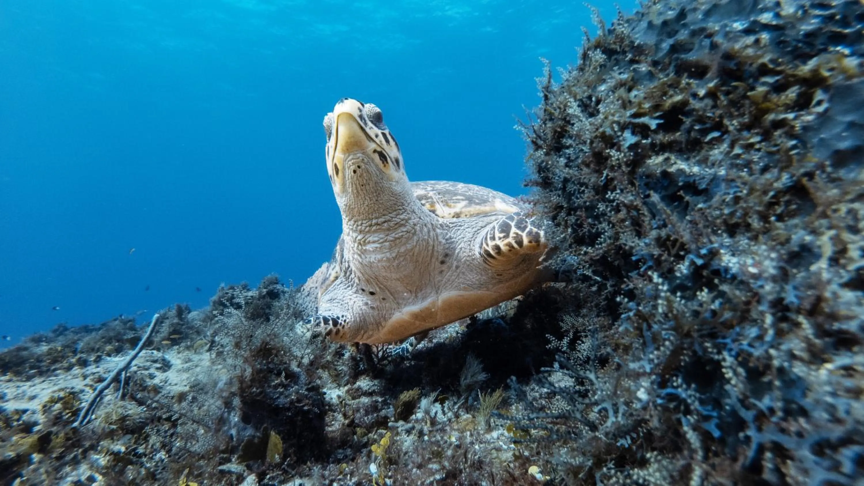 Animals in Hotel Puerto Libre