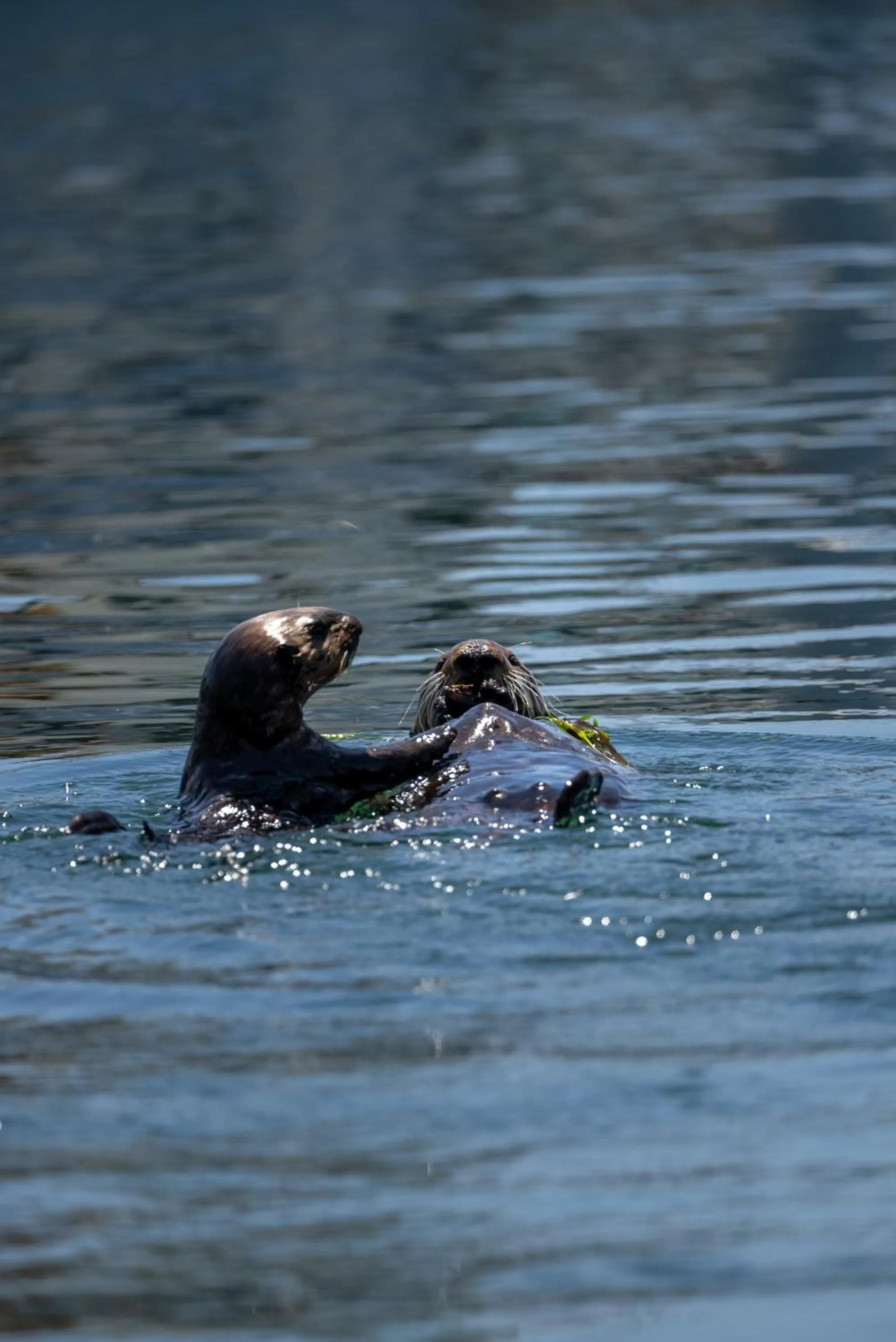 Beach in Ascot Suites Morro Bay