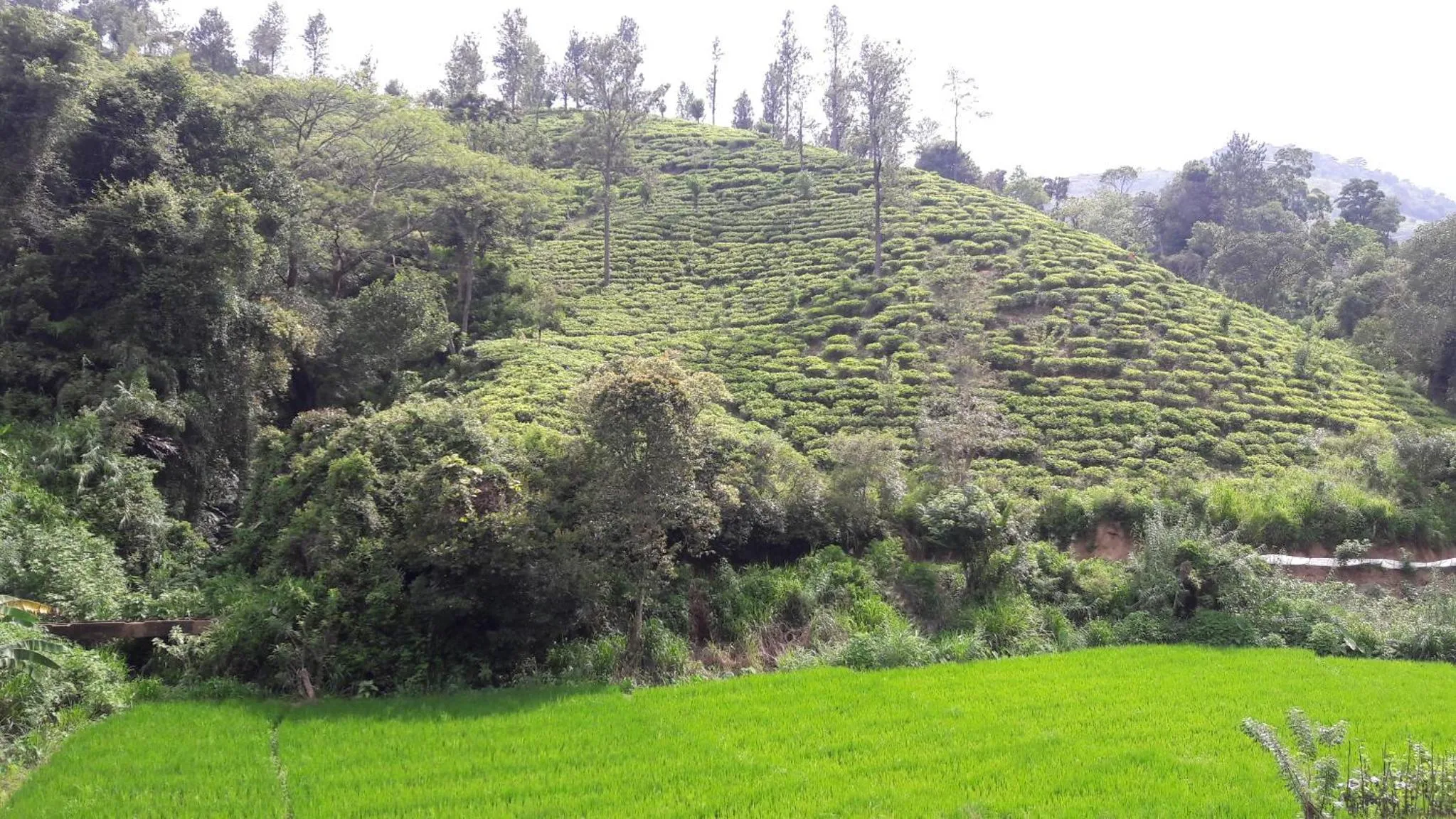 Ayubo Ella - Bed & Breakfast