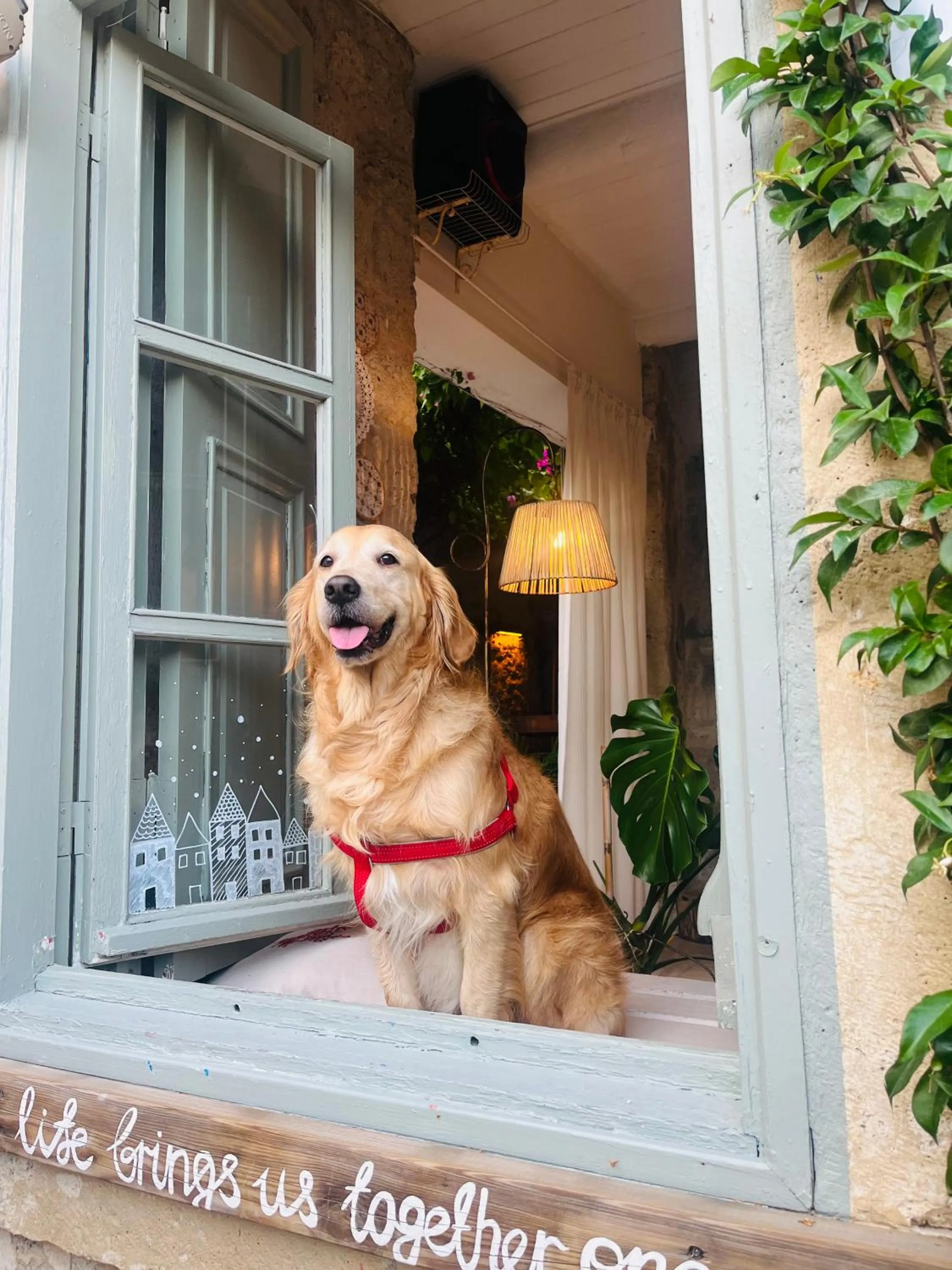 Pets in Alaca Butik Otel