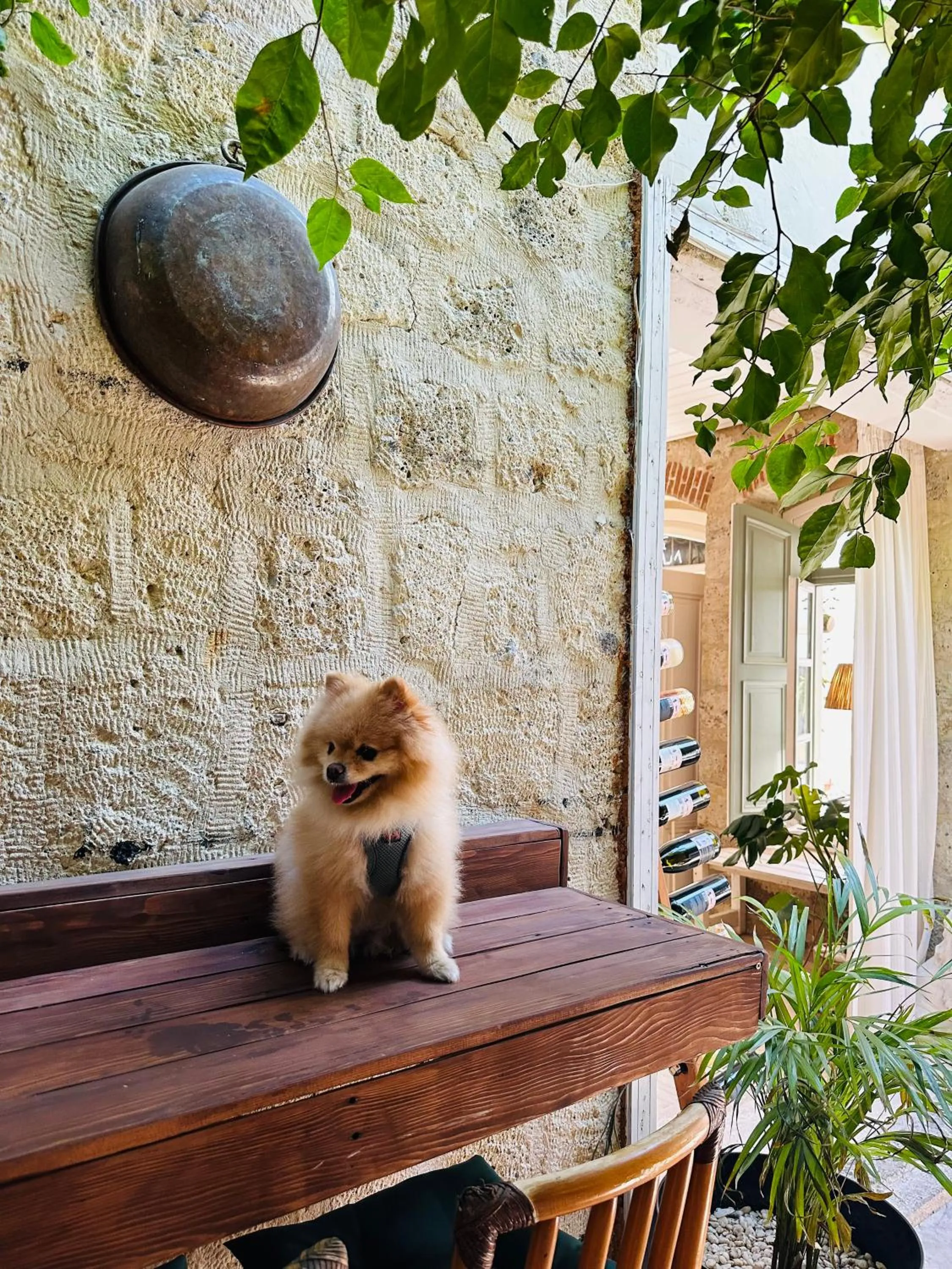 Pets in Alaca Butik Otel