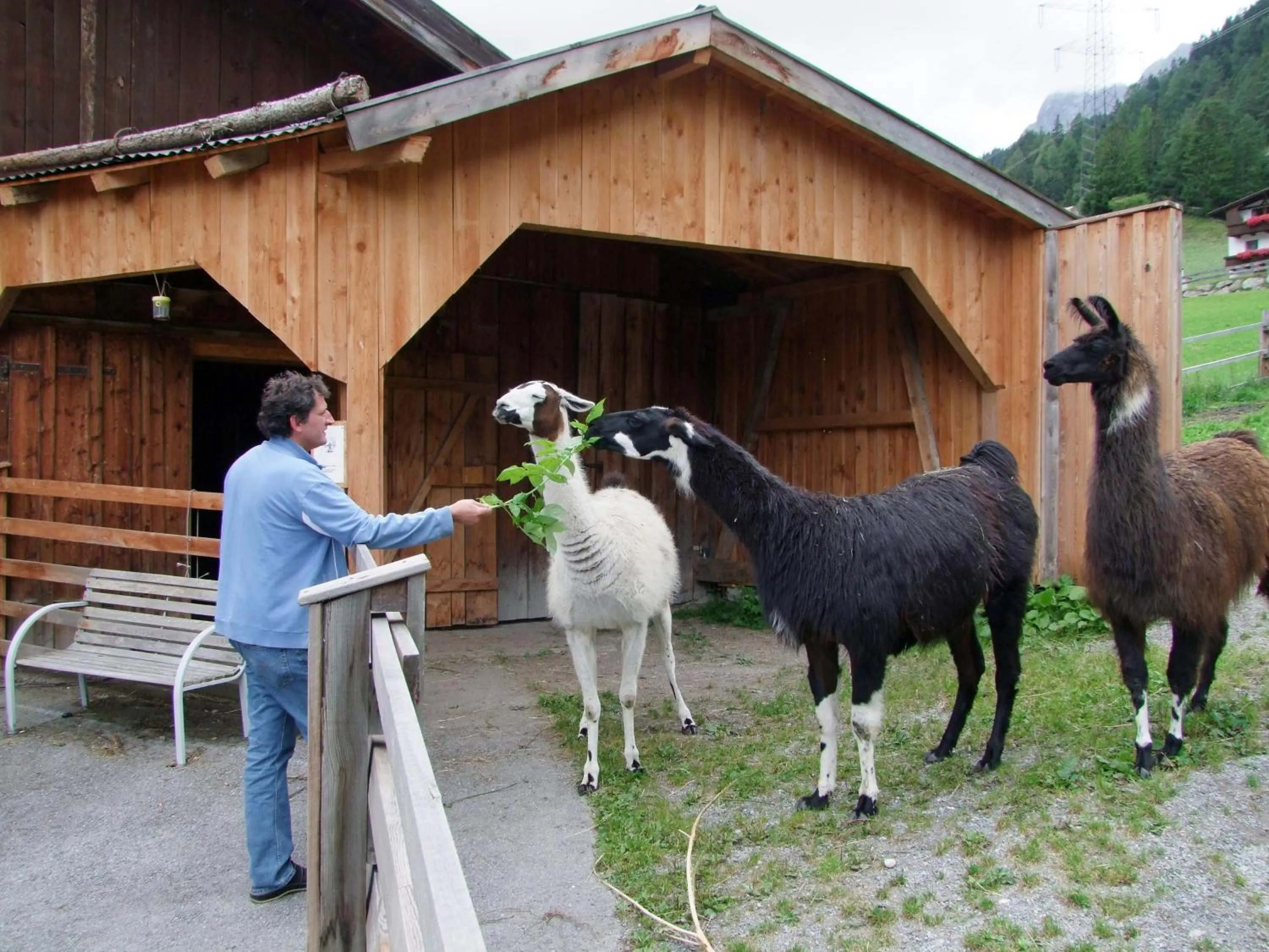 Animals in "Quality Hosts Arlberg" Hotel-Gasthof Freisleben