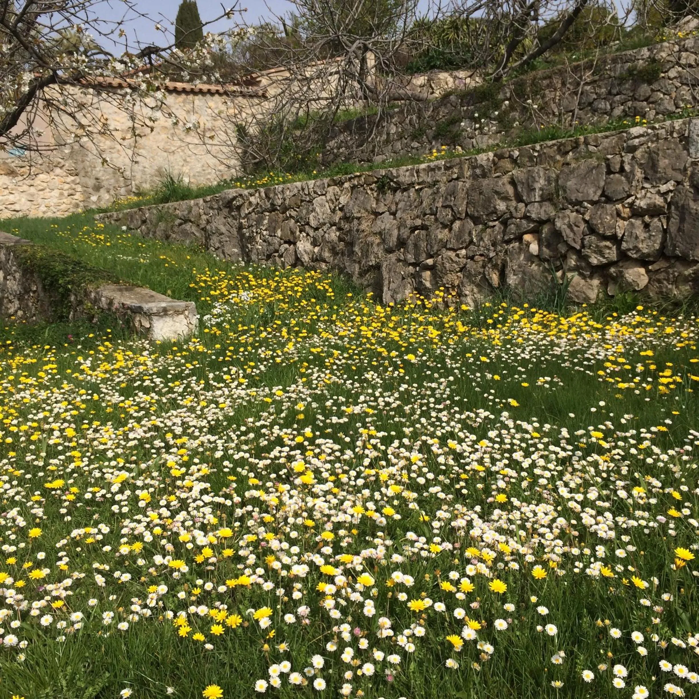 Garden in Mas de Vence - Hotel-Restaurant