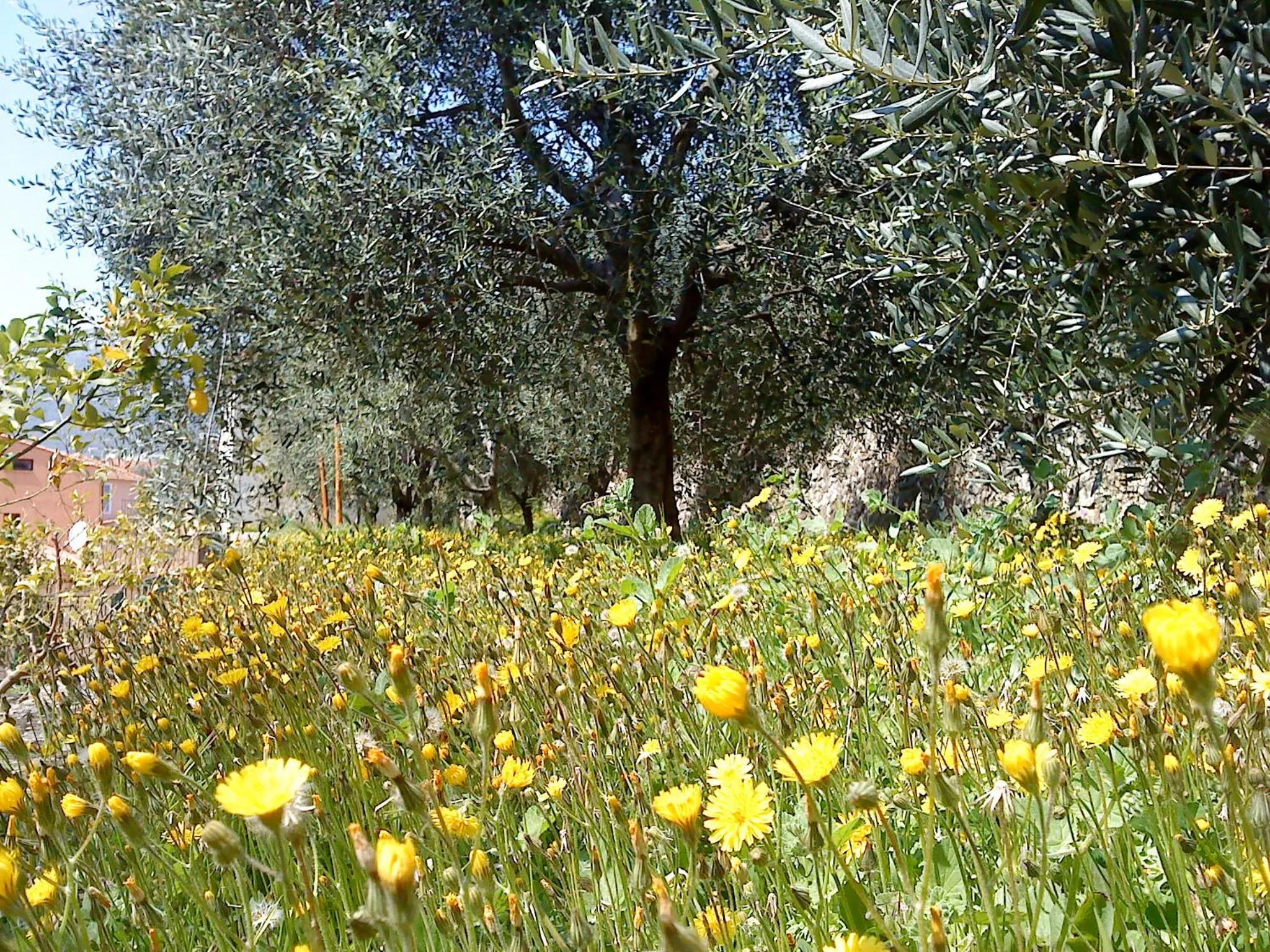 Garden in Mas de Vence - Hotel-Restaurant