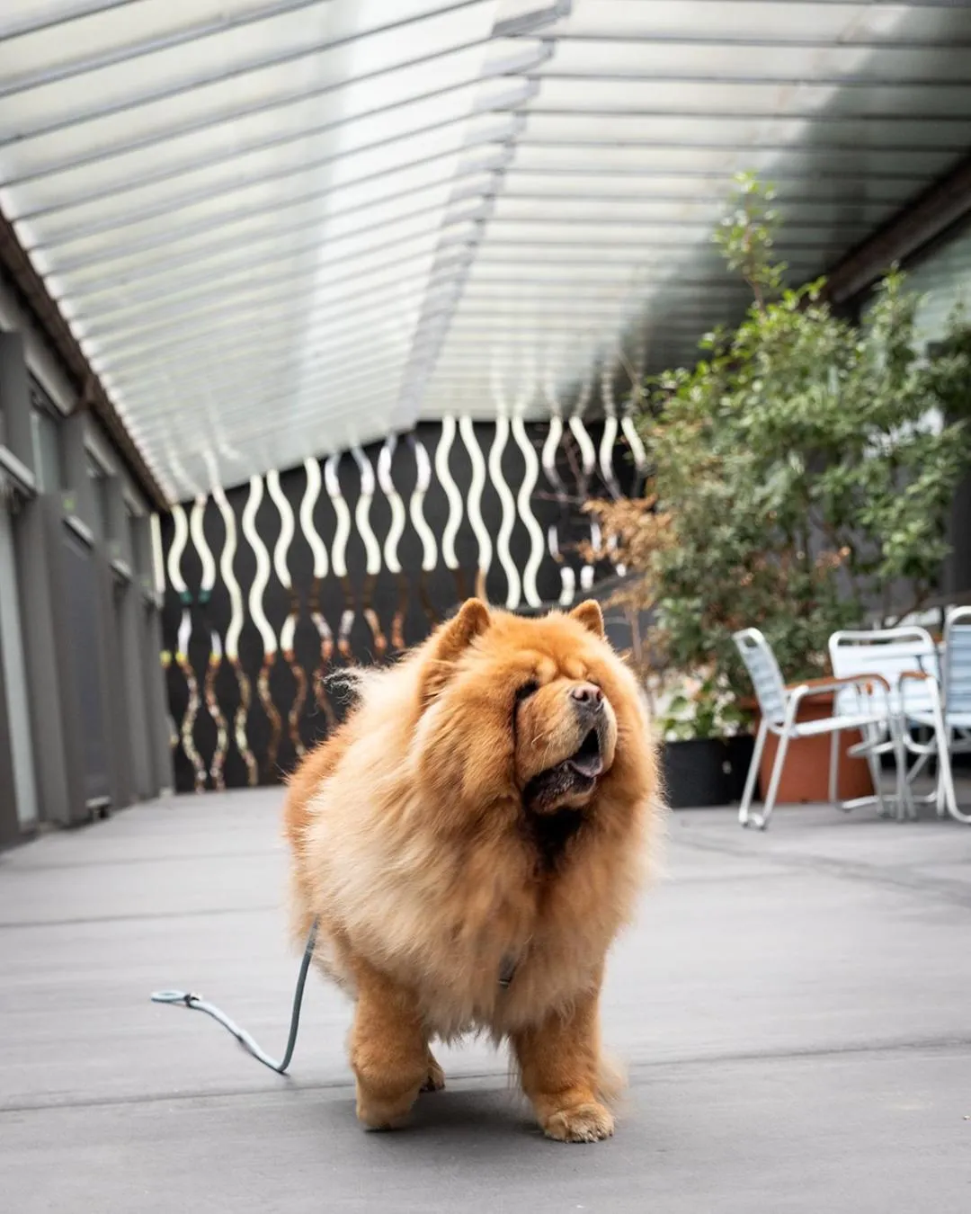 pet friendly in Greulich Design & Boutique Hotel