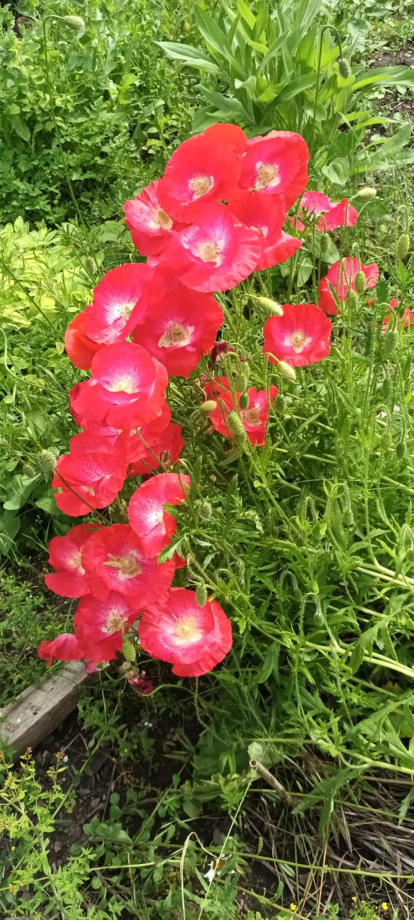 Garden in Au jardin de la Maison des Soeurs
