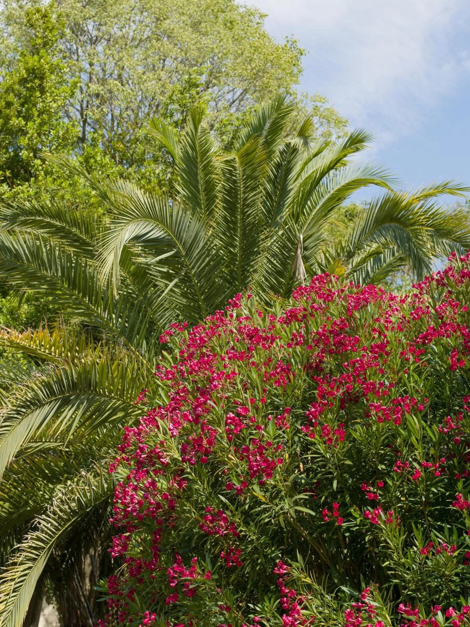 Garden in Hôtel l'Amandière