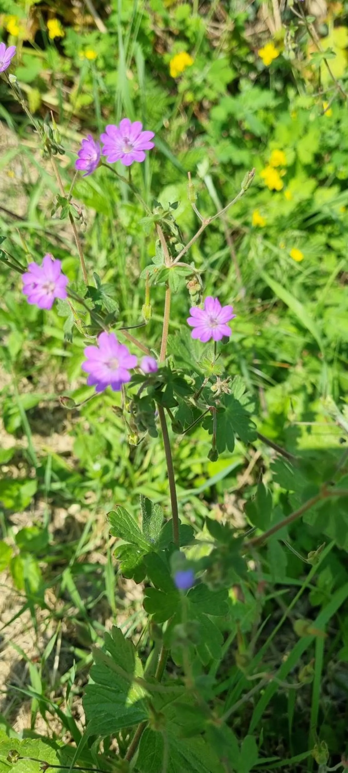 Spring in Les Glycines de Monchy- Chambres d'hôtes