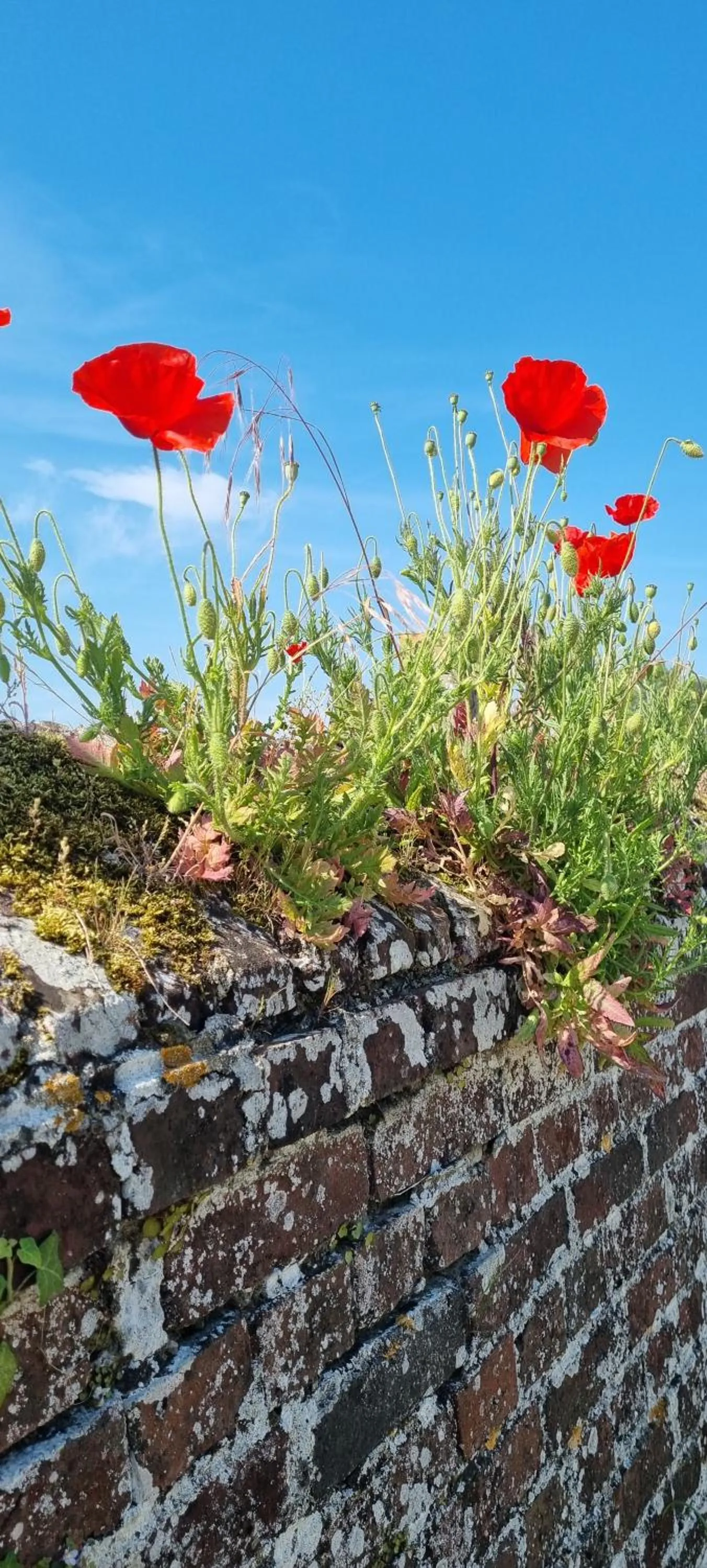 Spring in Les Glycines de Monchy- Chambres d'hôtes