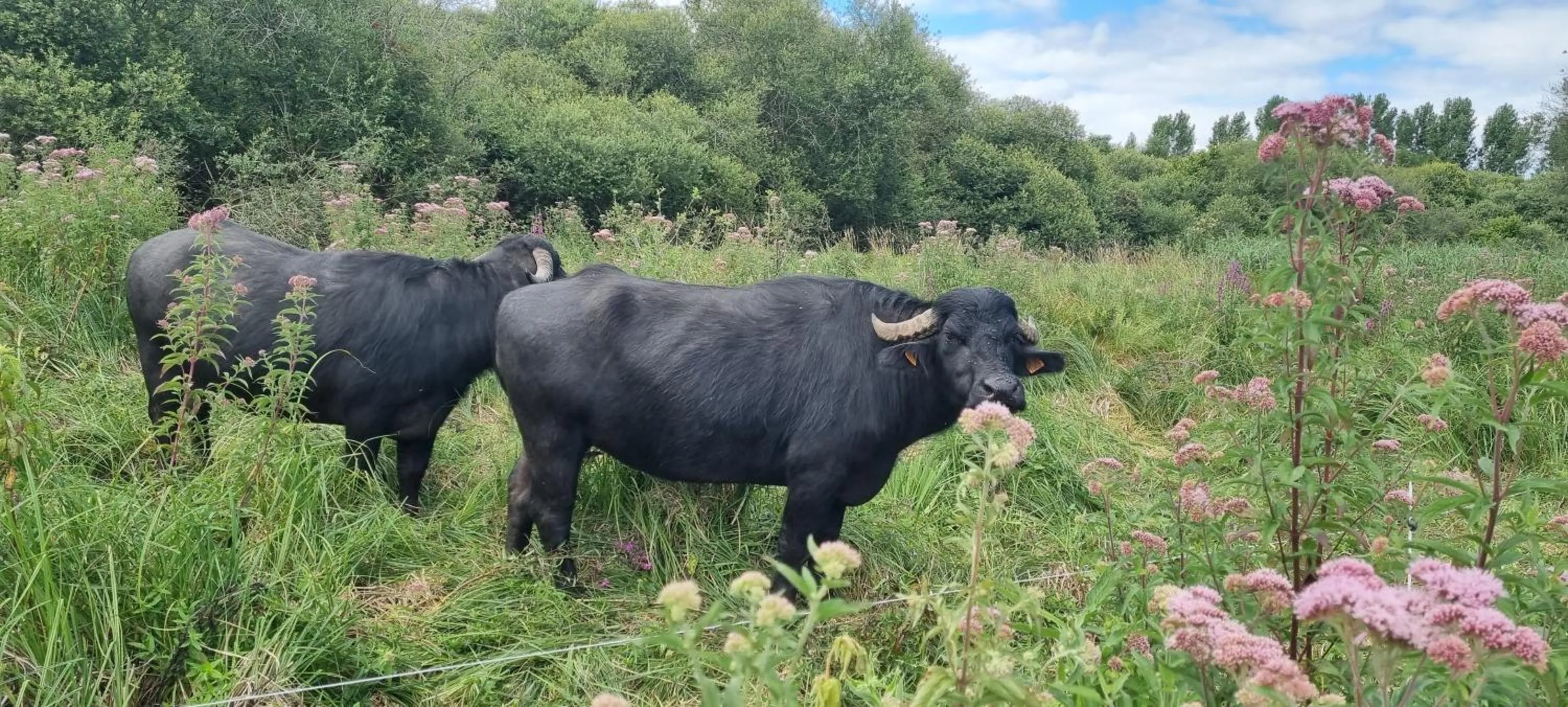 Day in Les Glycines de Monchy- Chambres d'hôtes