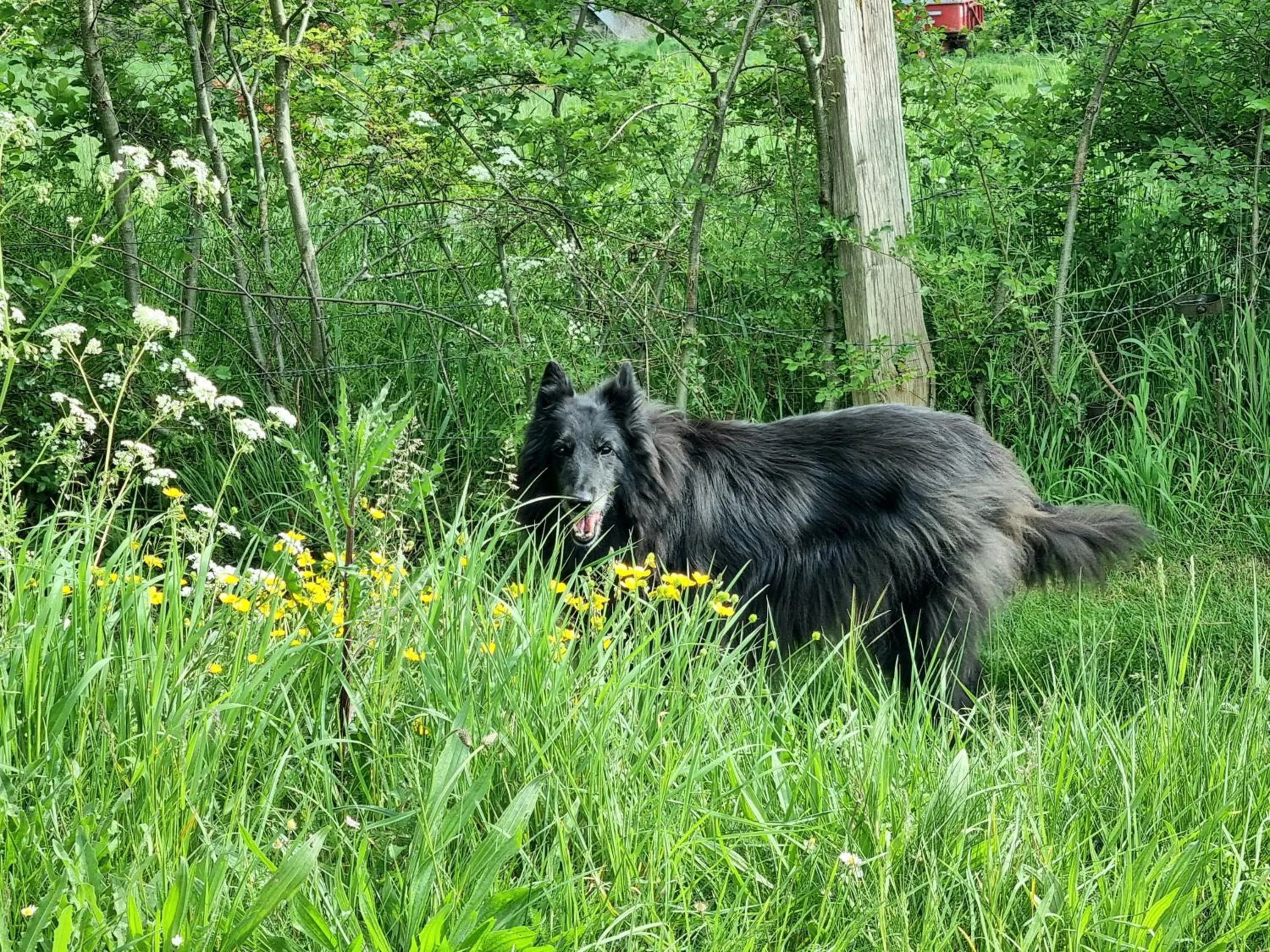 Spring in Les Glycines de Monchy- Chambres d'hôtes