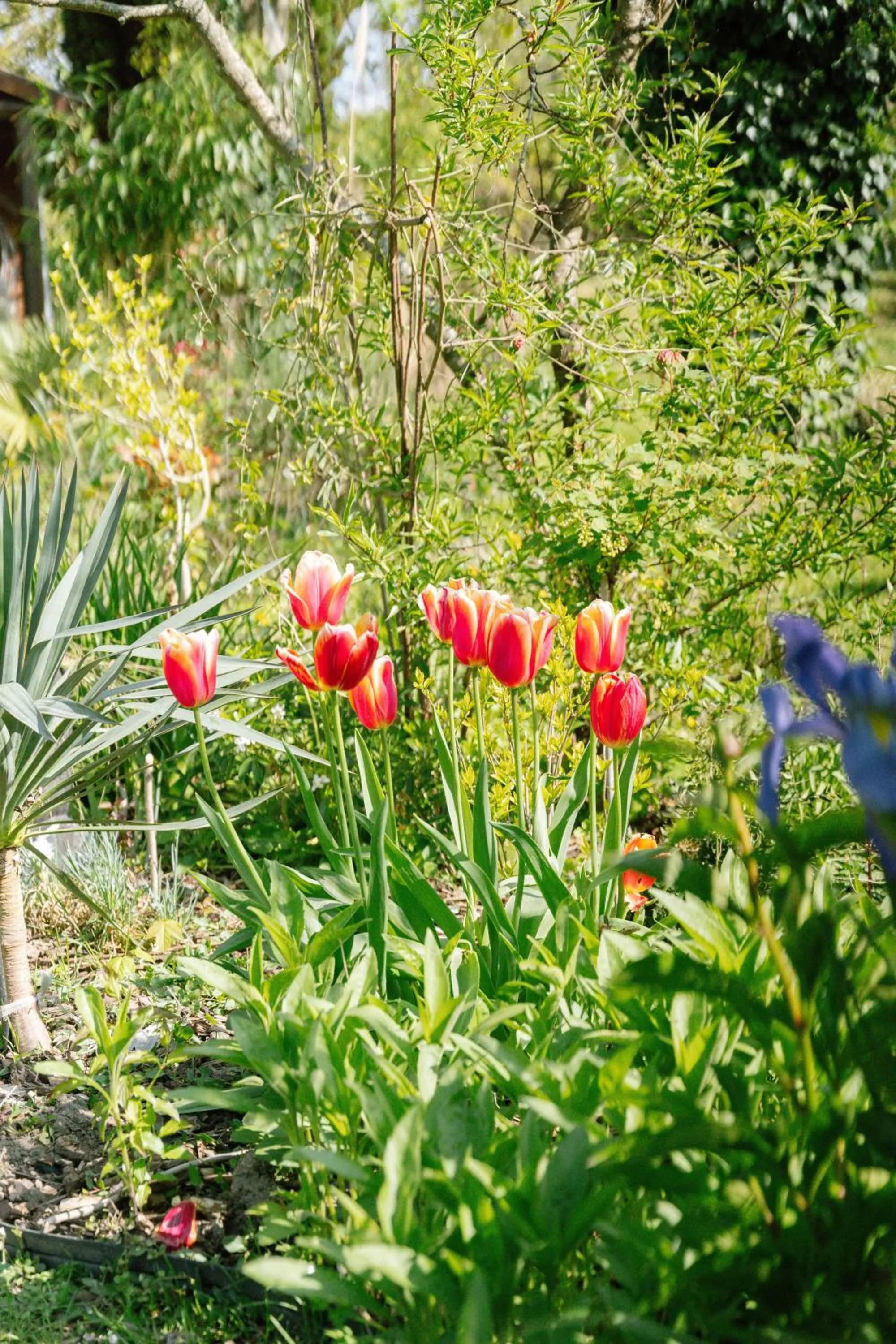 Spring in Les Glycines de Monchy- Chambres d'hôtes