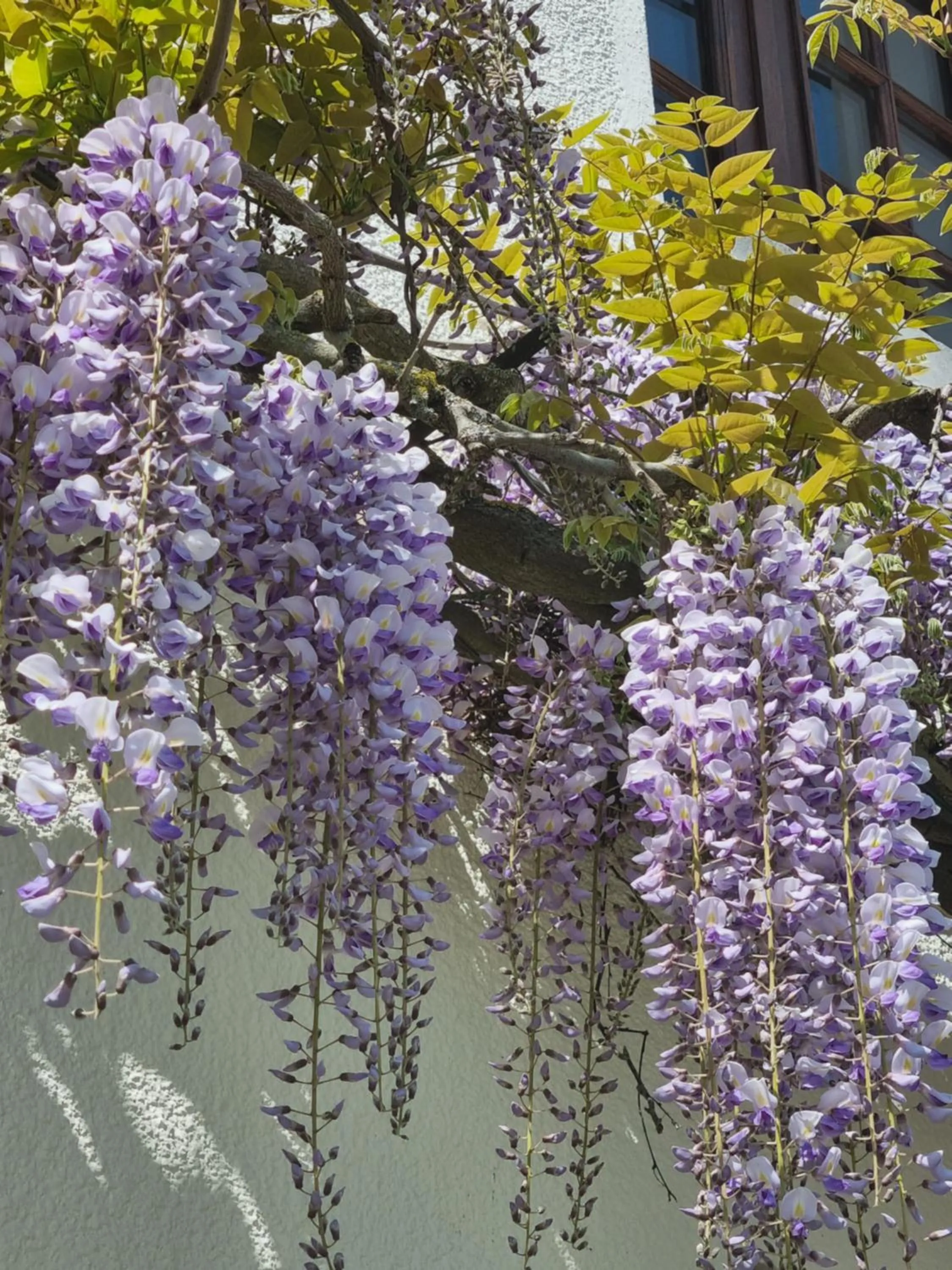 Property building in Les Glycines de Monchy- Chambres d'hôtes