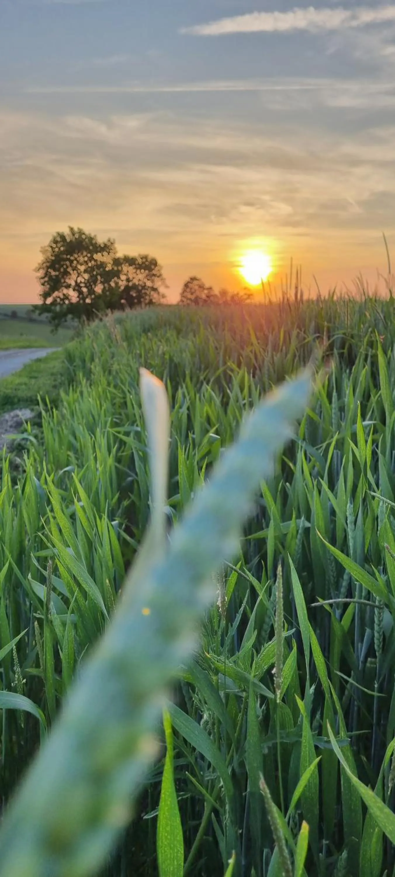 Spring in Les Glycines de Monchy- Chambres d'hôtes