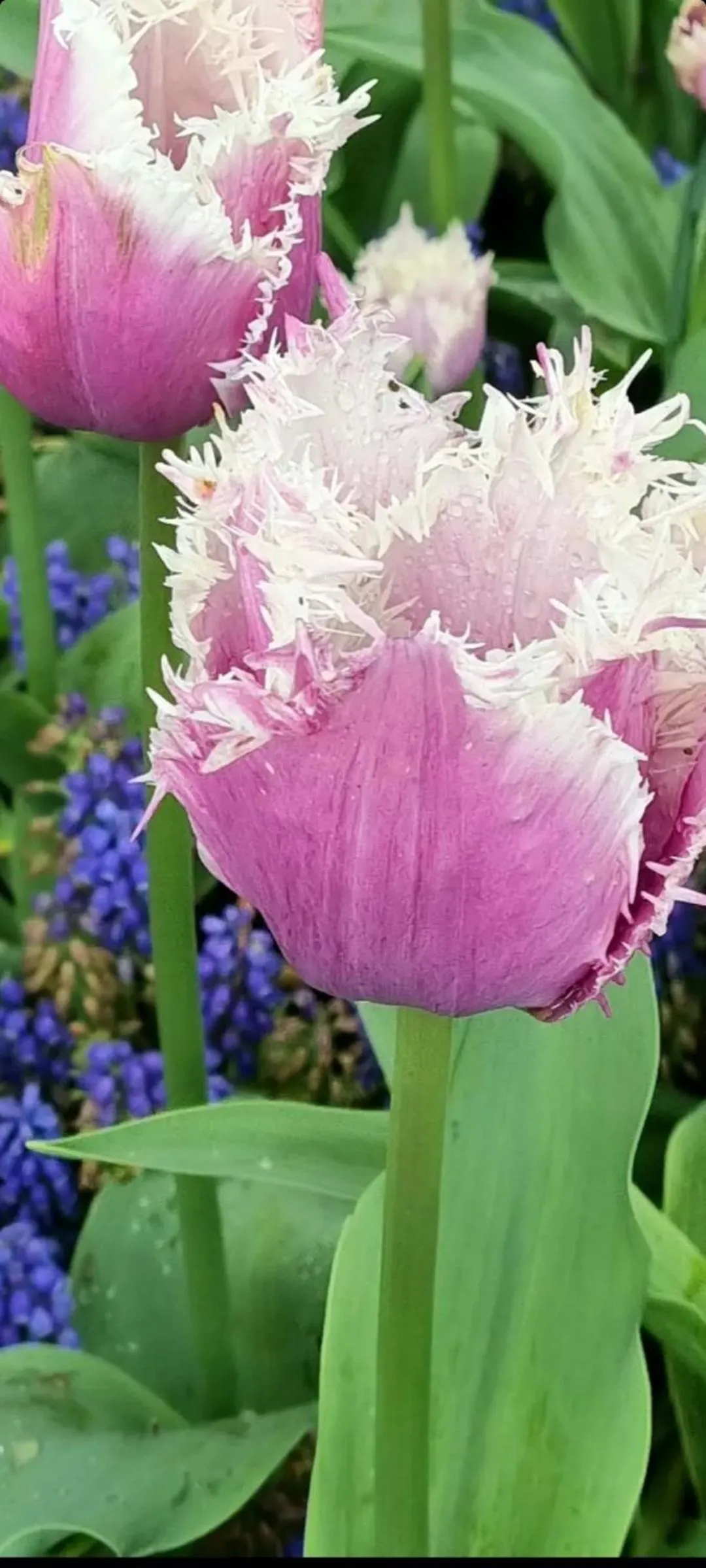 Garden in Les Glycines de Monchy- Chambres d'hôtes