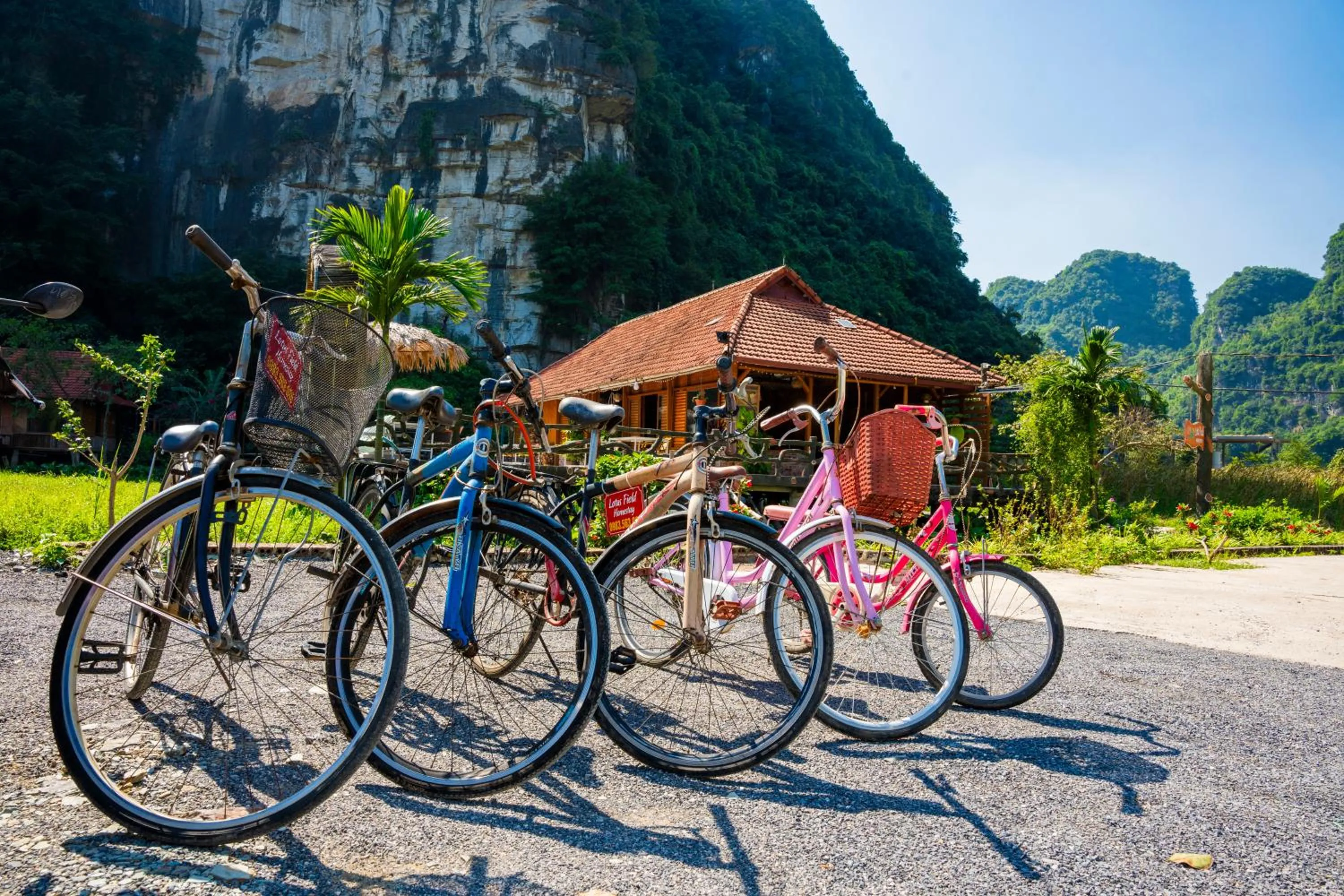 Cycling in Lotus Field Homestay
