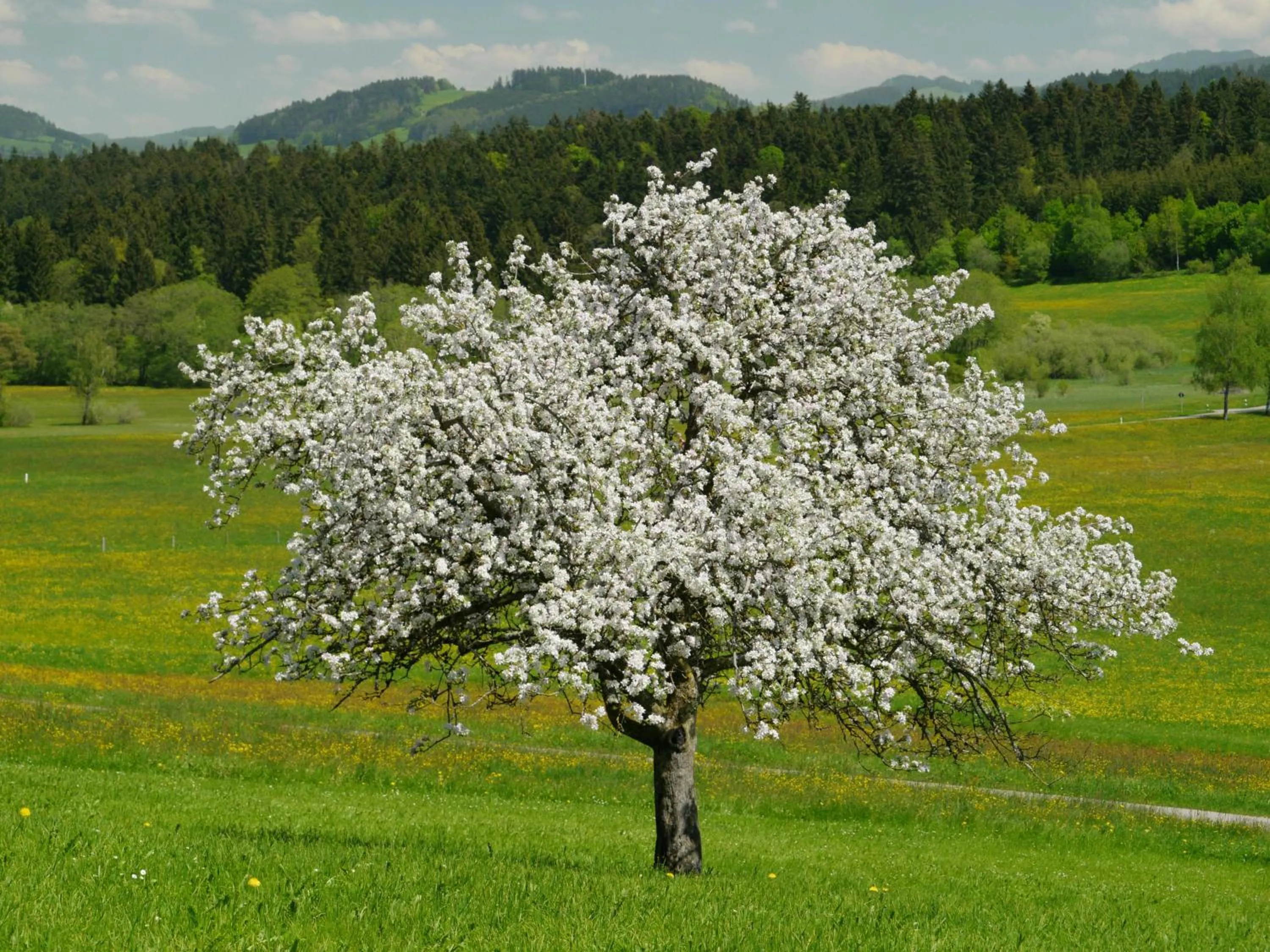 Natural landscape in Hotel Bergblick