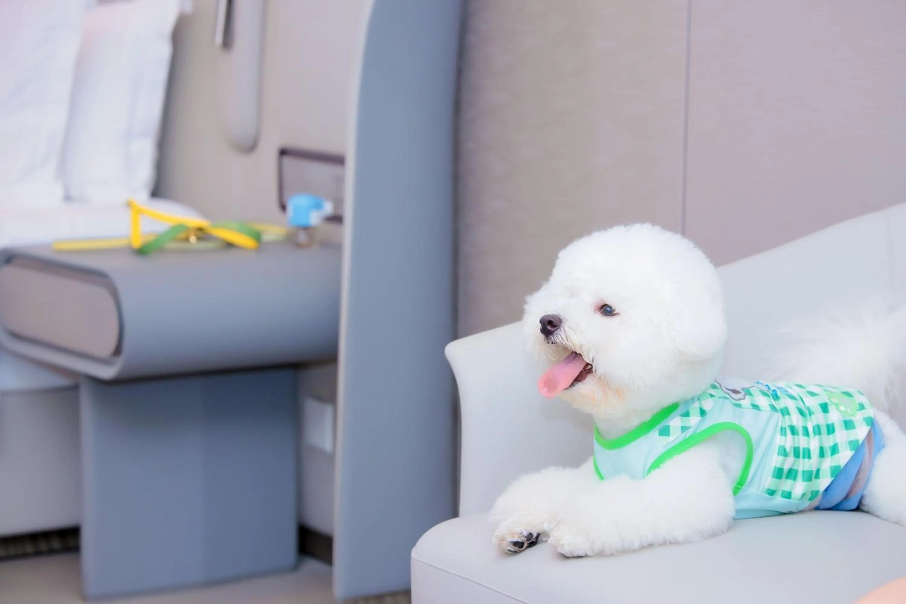 Pets in Vignette Collection The Xanadu Guangzhou, an IHG Hotel