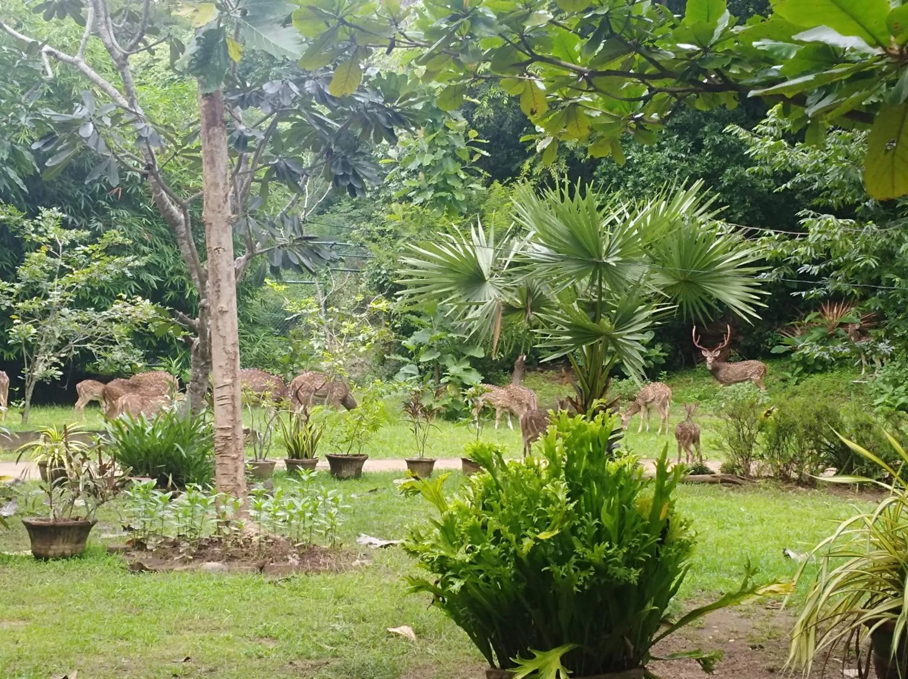 Spring in Deer Garden Guest