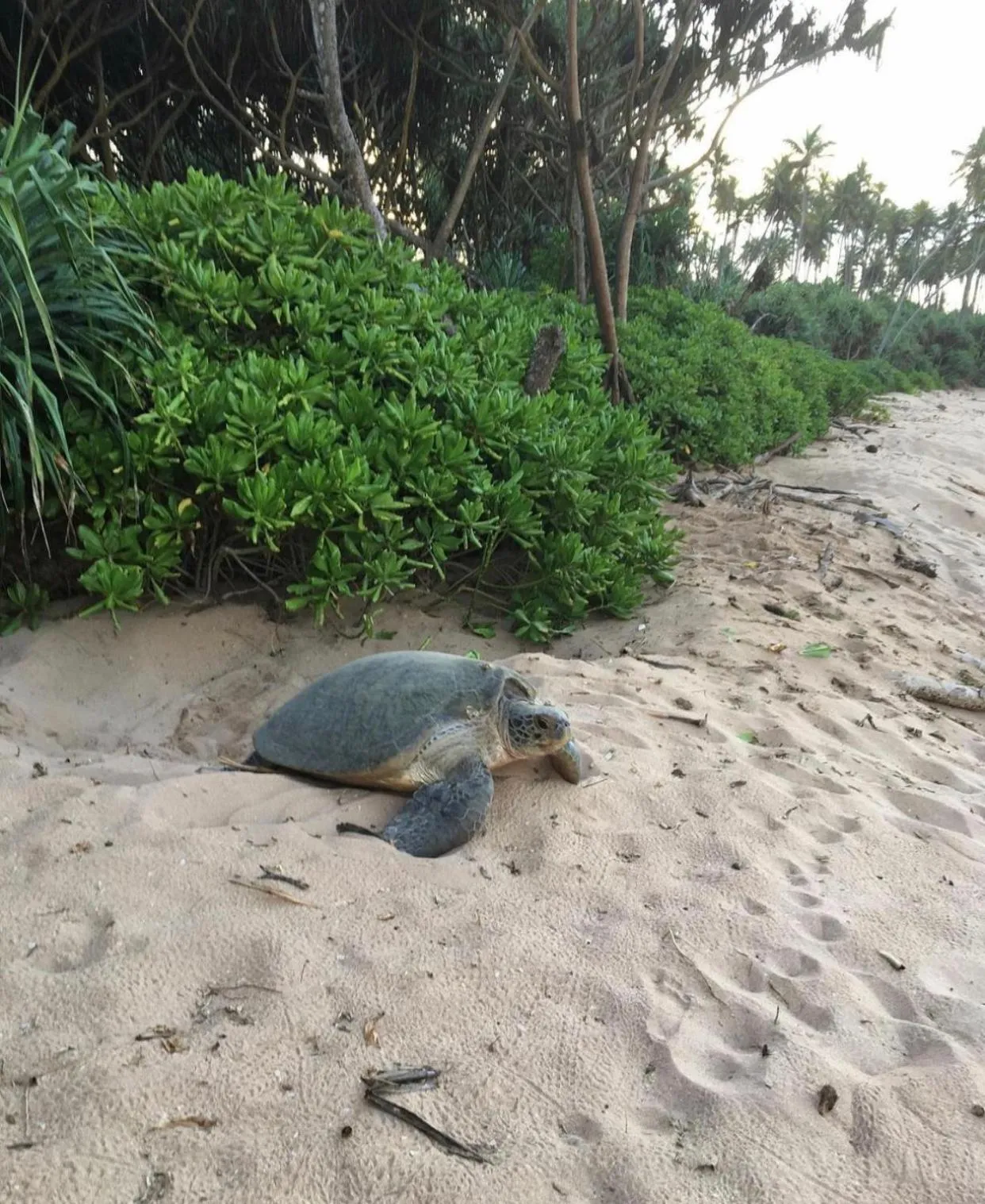 Marakolliya Beach Resort