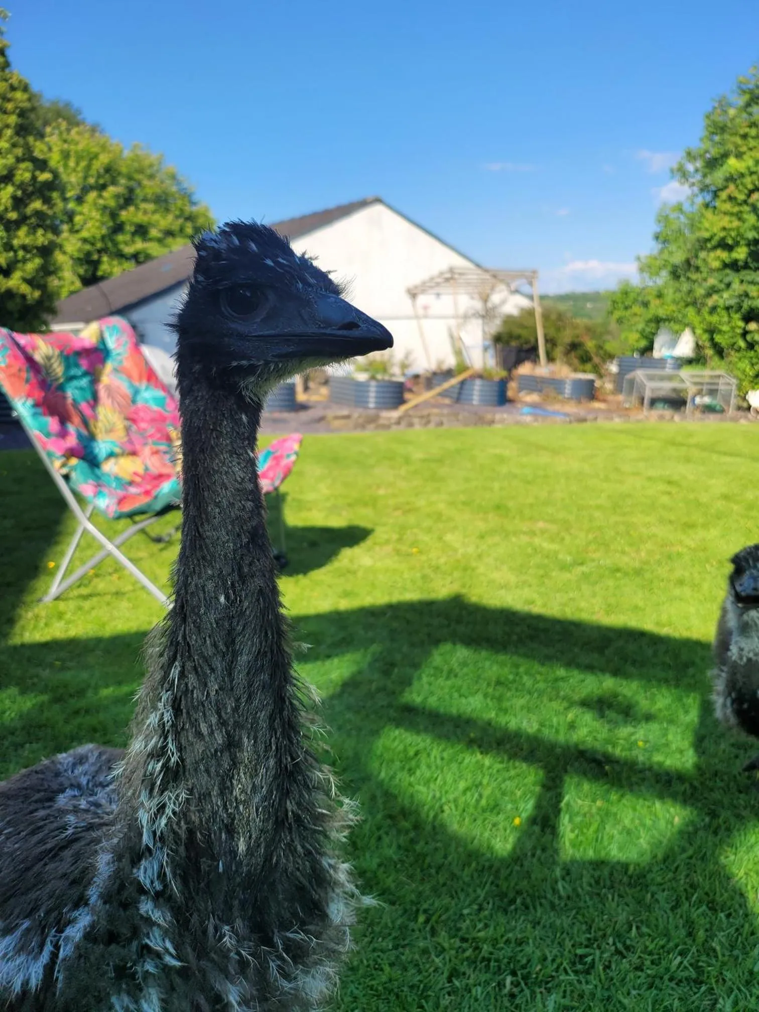 Animals in Farmhouse B&B Family stay or Romantic break, on our smallholding close to Narberth