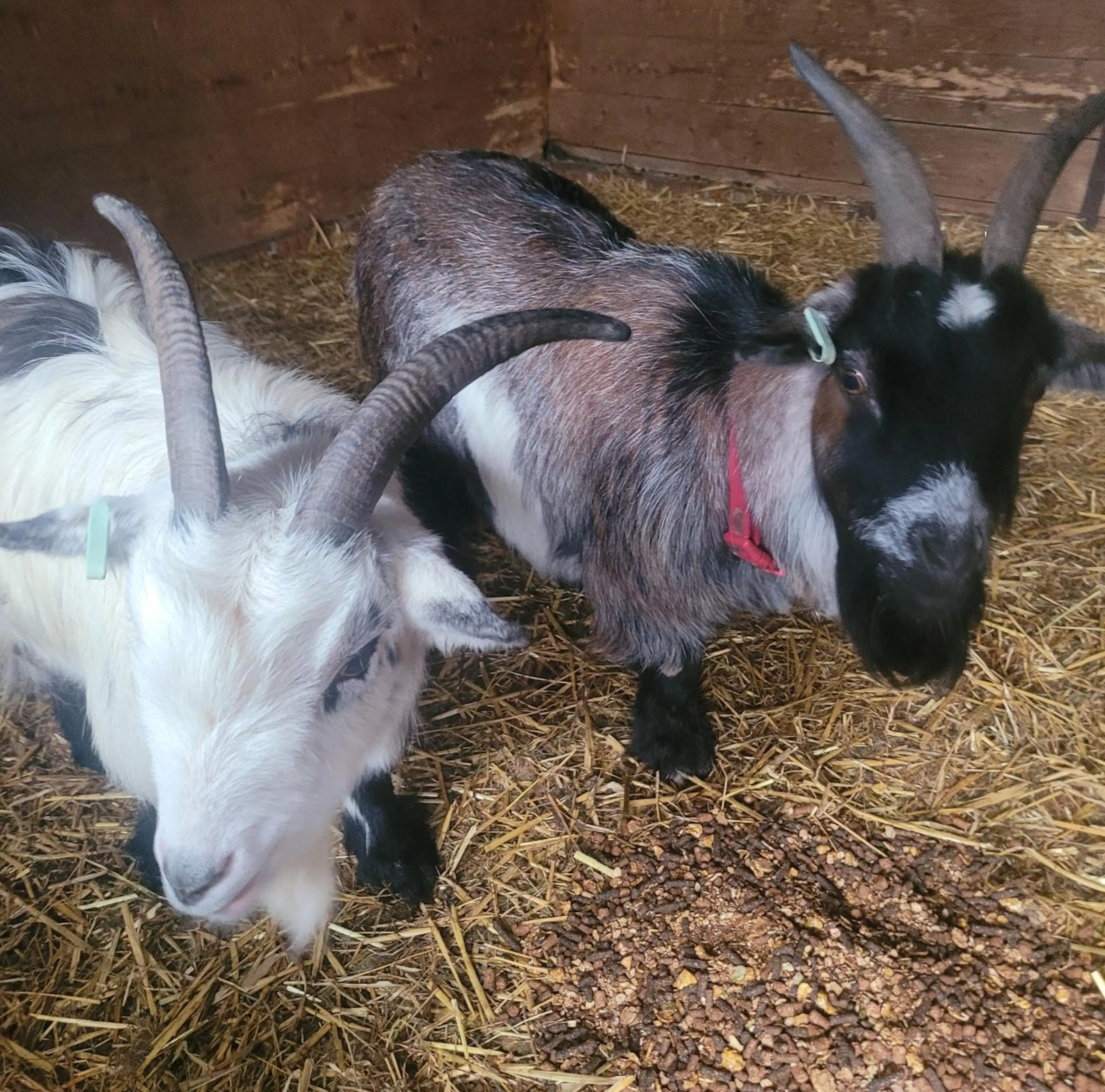 Animals in Farmhouse B&B Family stay or Romantic break, on our smallholding close to Narberth