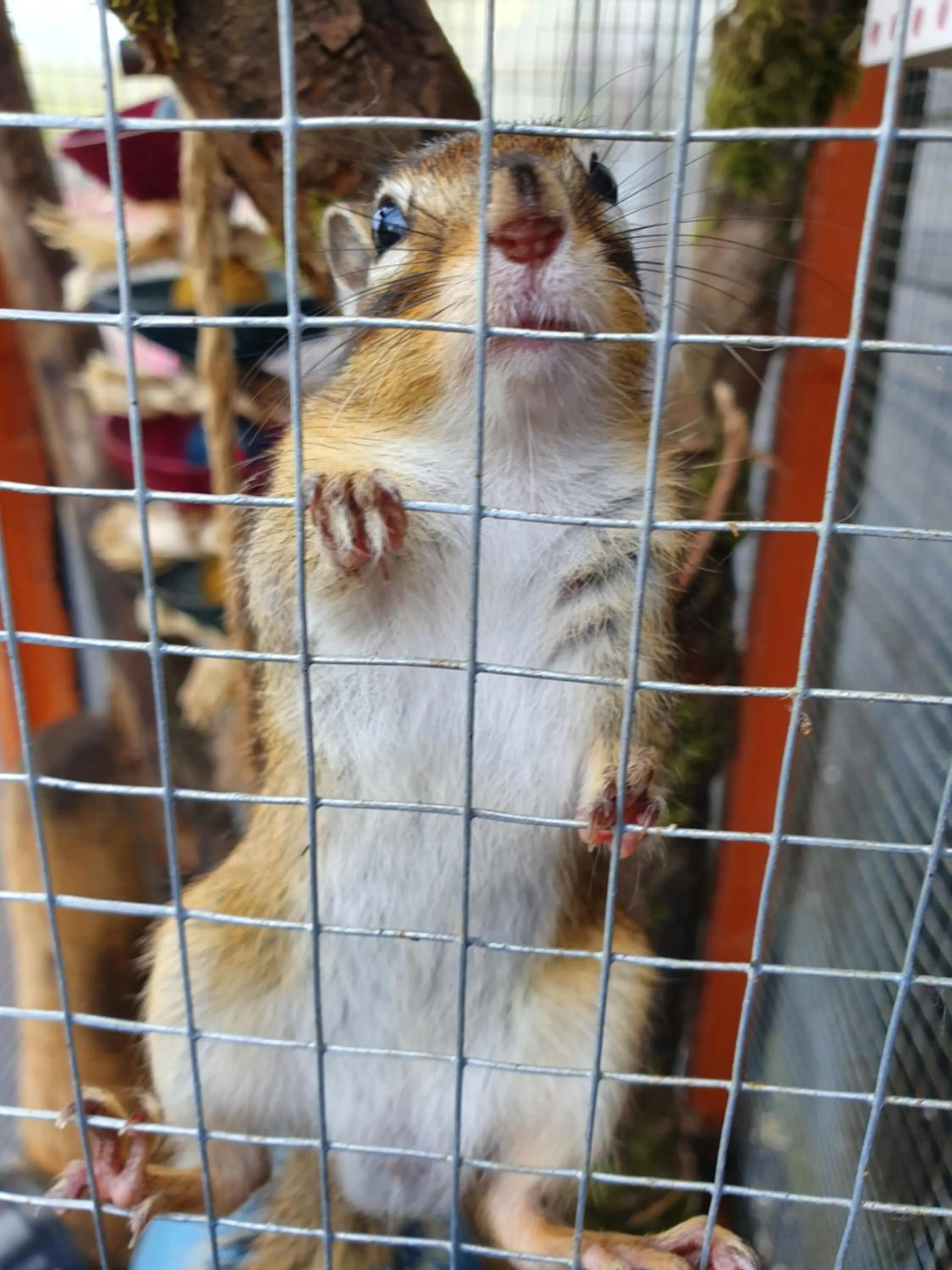 Animals in Hideaway Escapes, Farmhouse B&B & Holiday Home, Ideal family stay or Romantic break, Friendly animals on our smallholding in beautiful Pembrokeshire setting close to Narberth