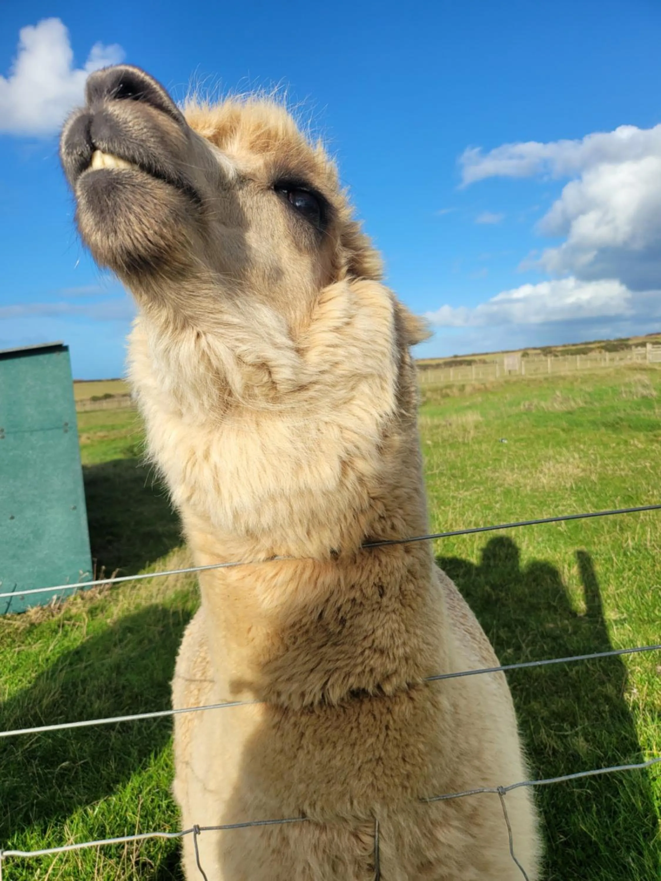 Animals in Farmhouse B&B Family stay or Romantic break, on our smallholding close to Narberth