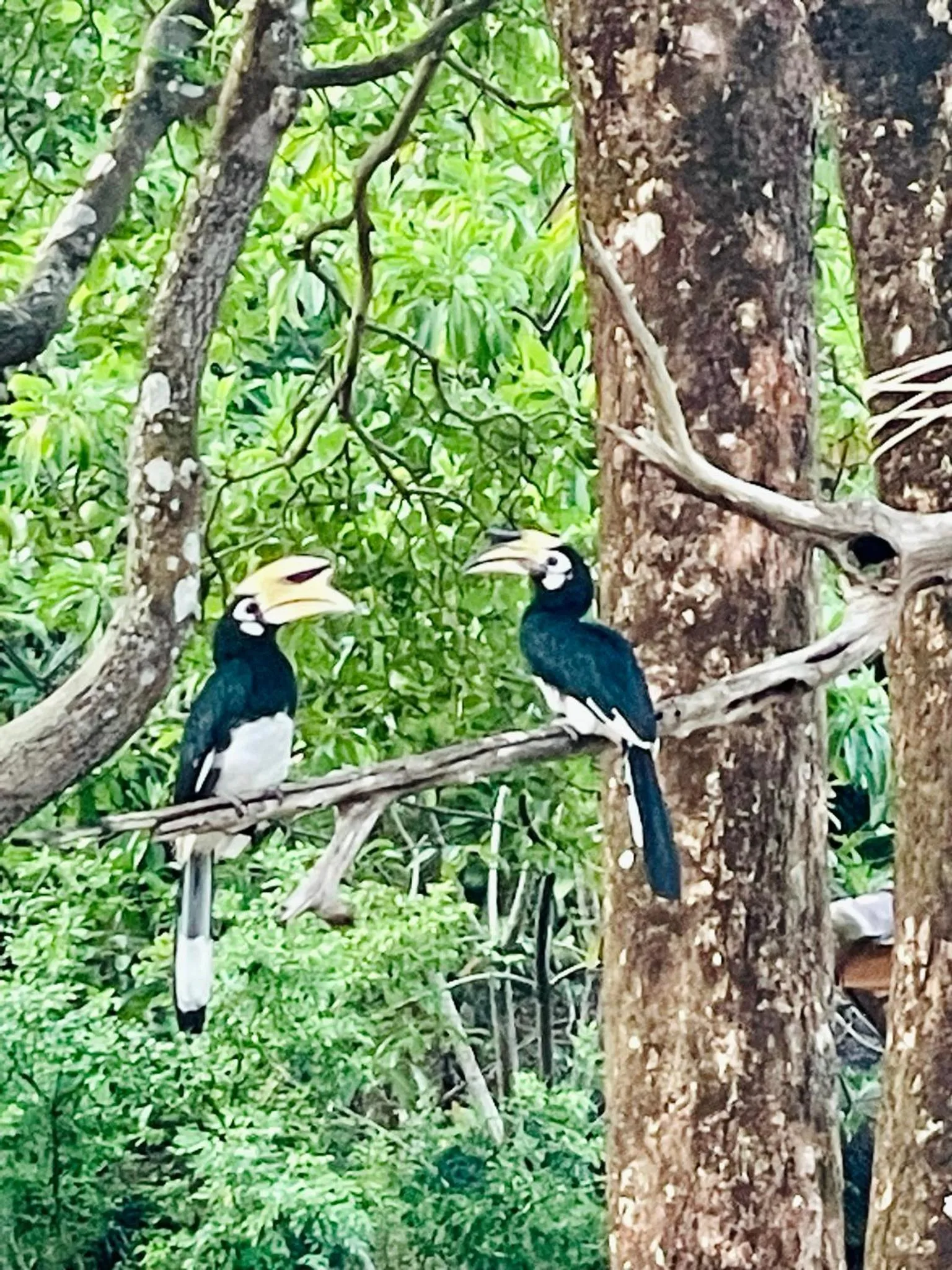 Marina Resort Koh Phayam Ranong