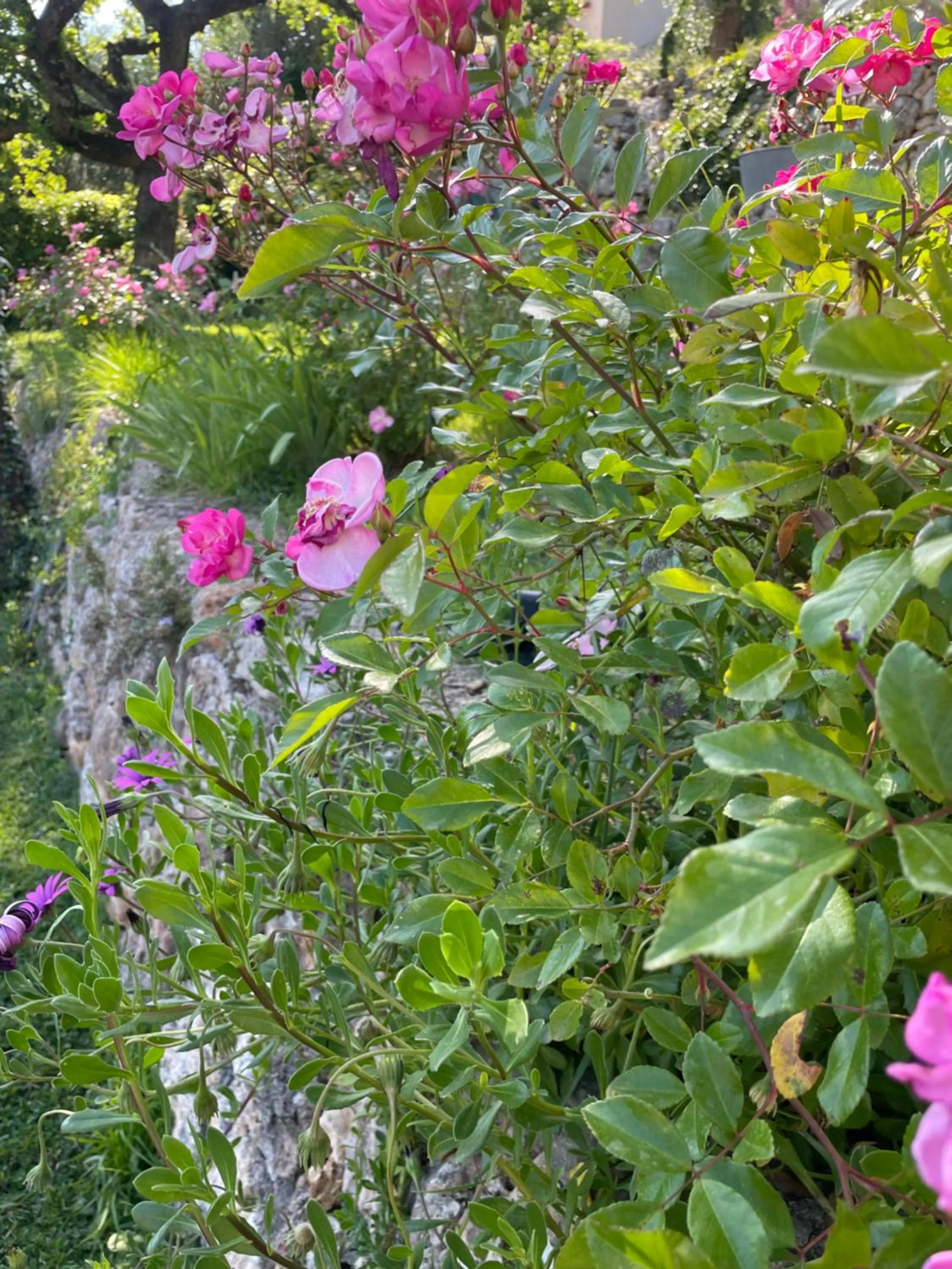 Garden in Villa Daphné