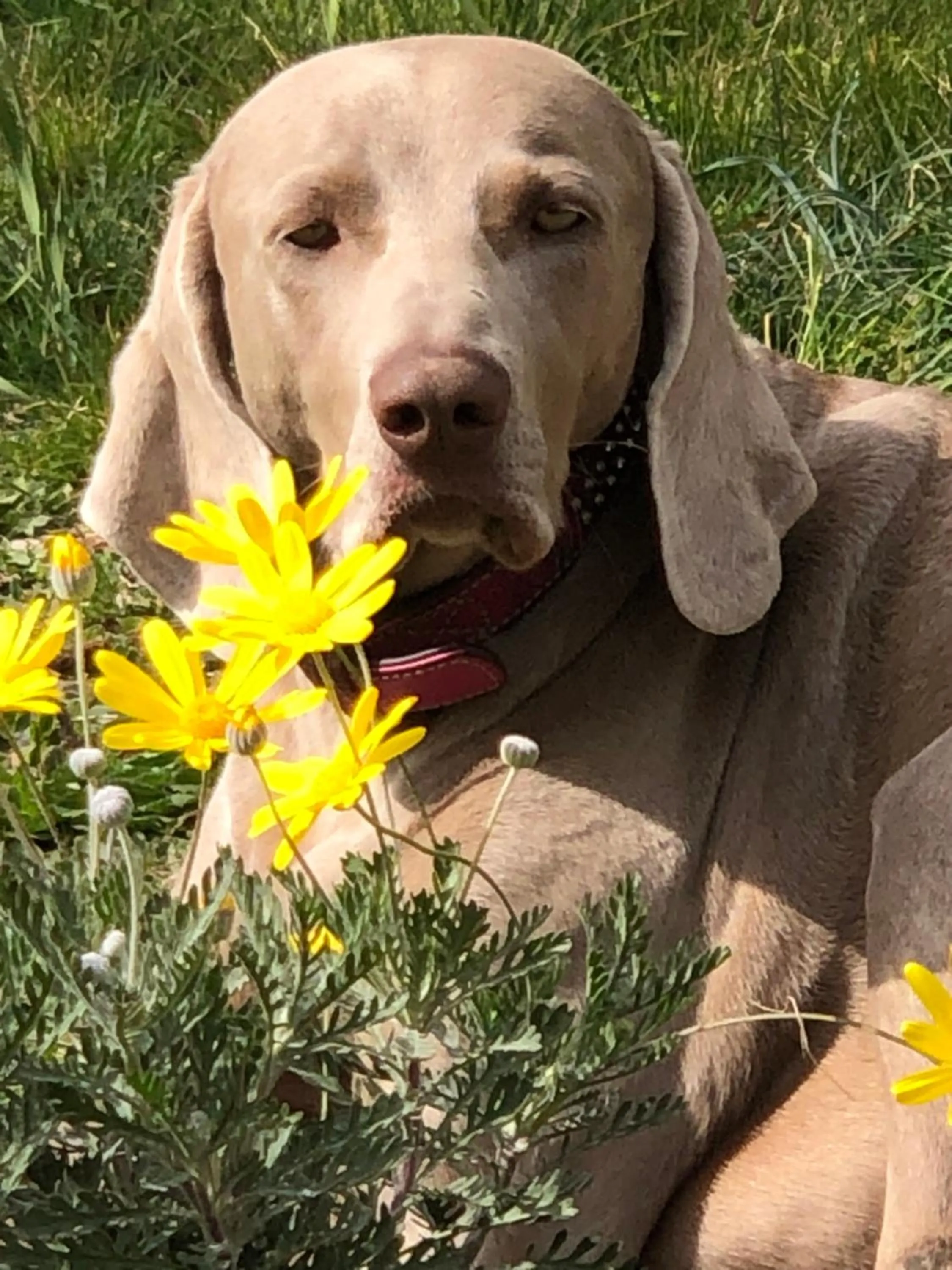 Pets in Villa Daphné