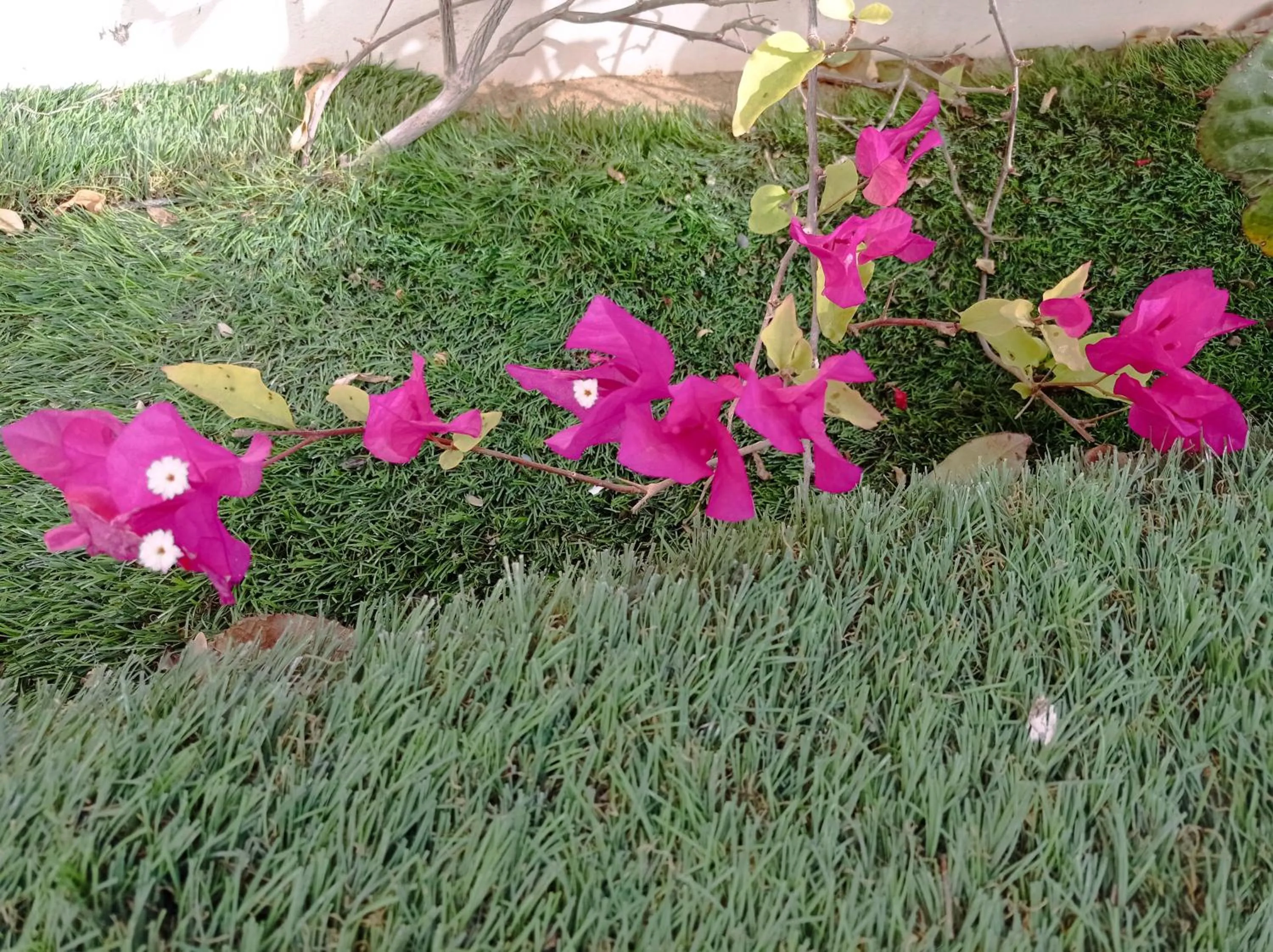 Garden in Hotel Delphin-Nouadhibou
