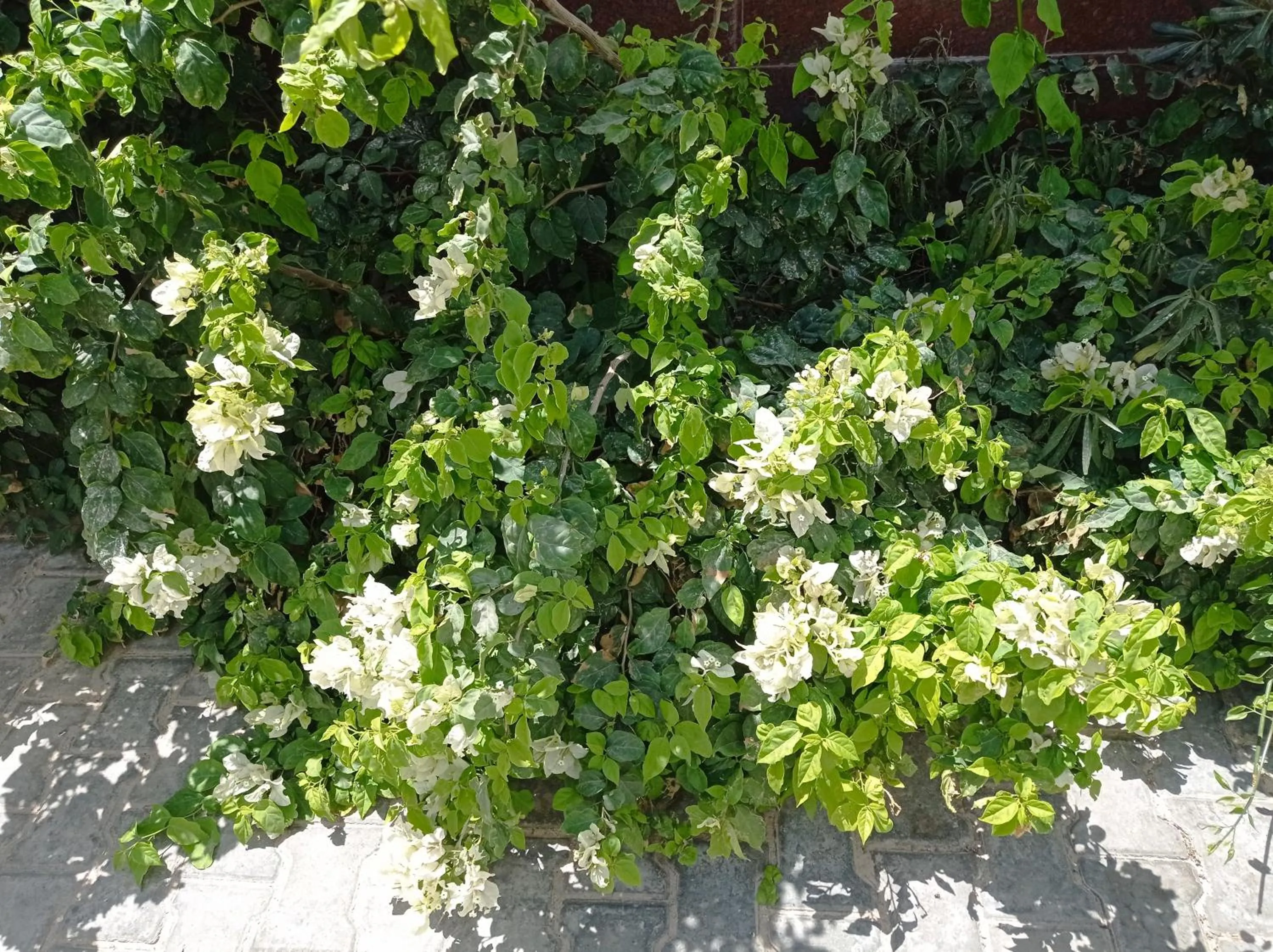 Garden in Hotel Delphin-Nouadhibou
