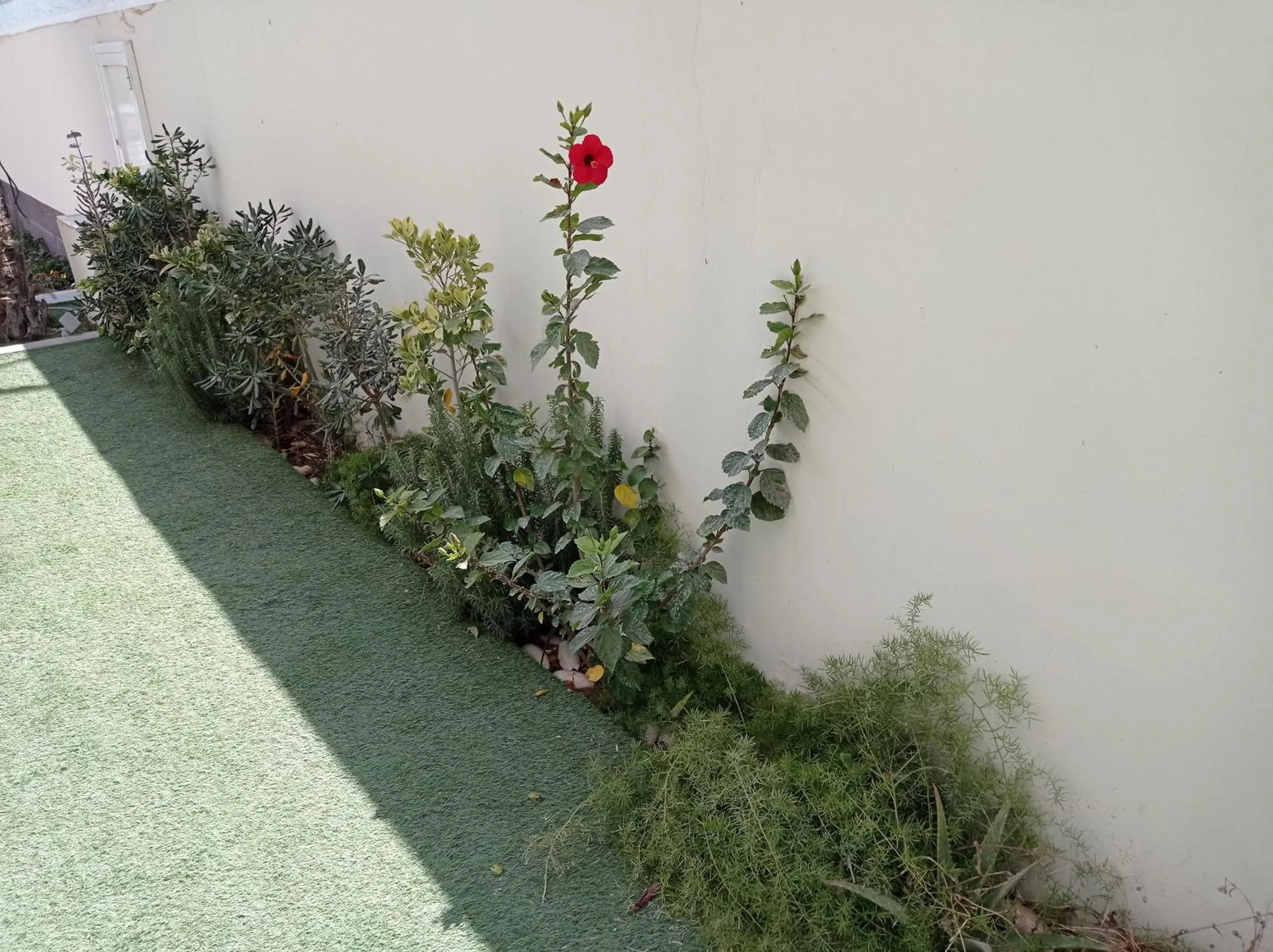 Garden in Hotel Delphin-Nouadhibou