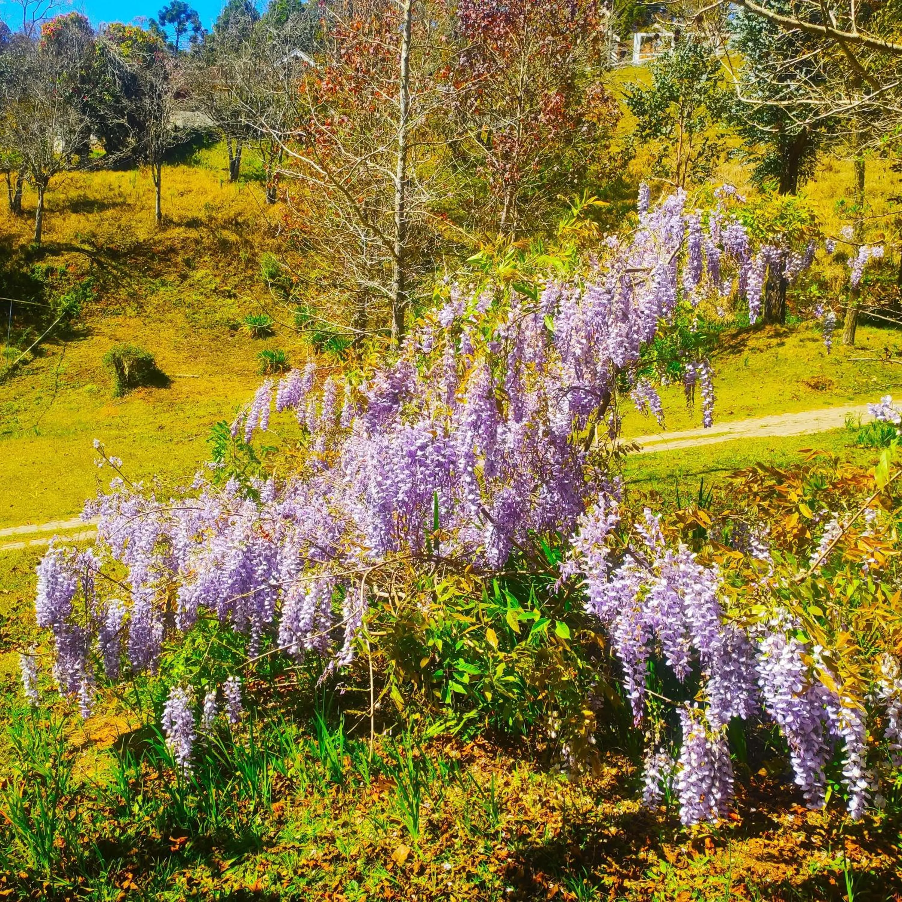 Spring in Colônia SAA