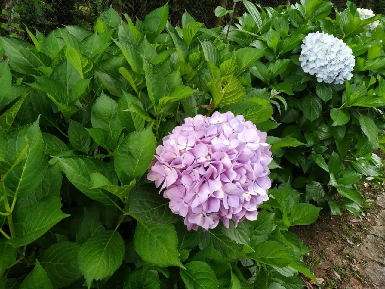 Garden in Colônia SAA