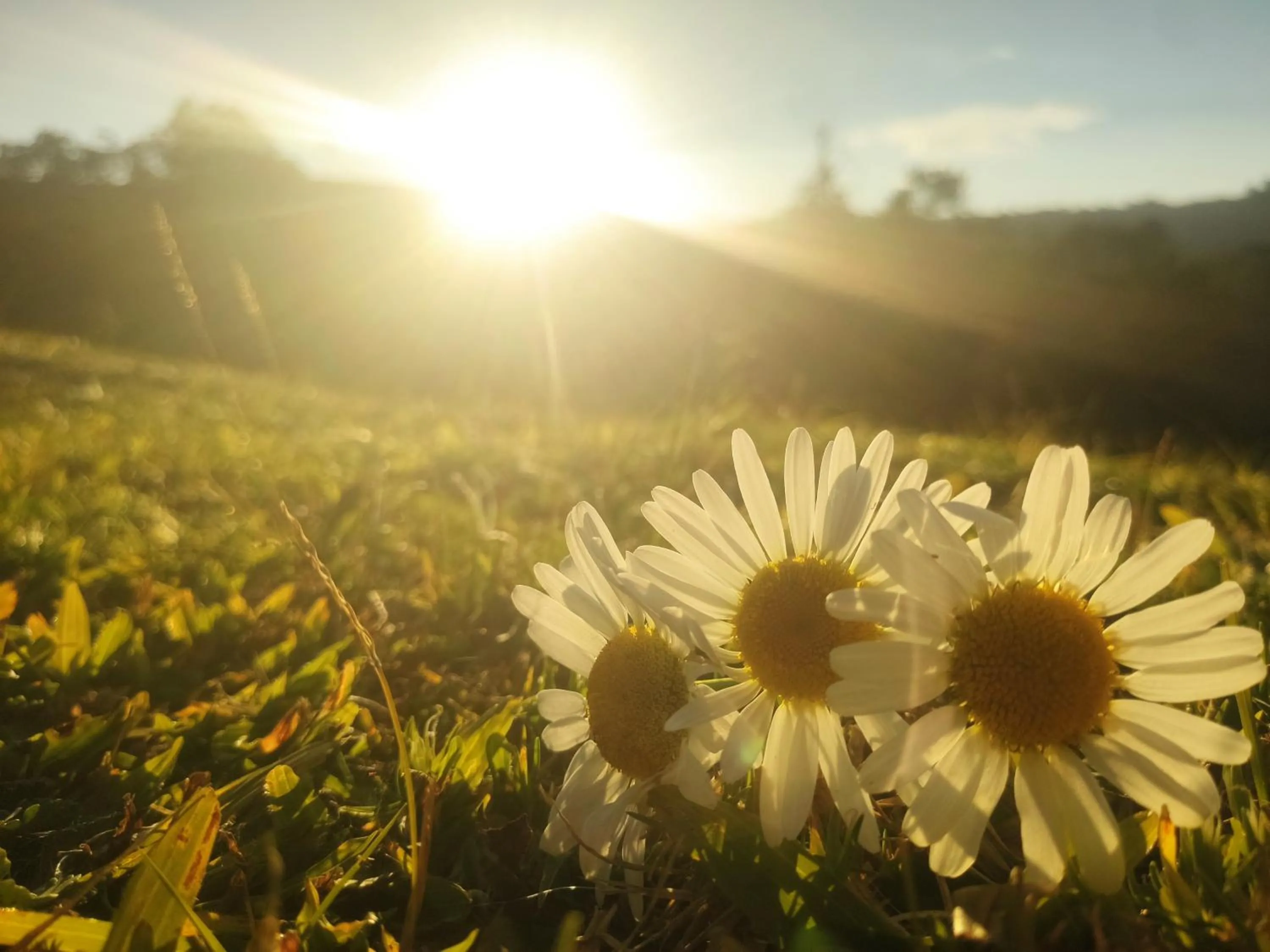 View (from property/room) in Colônia SAA