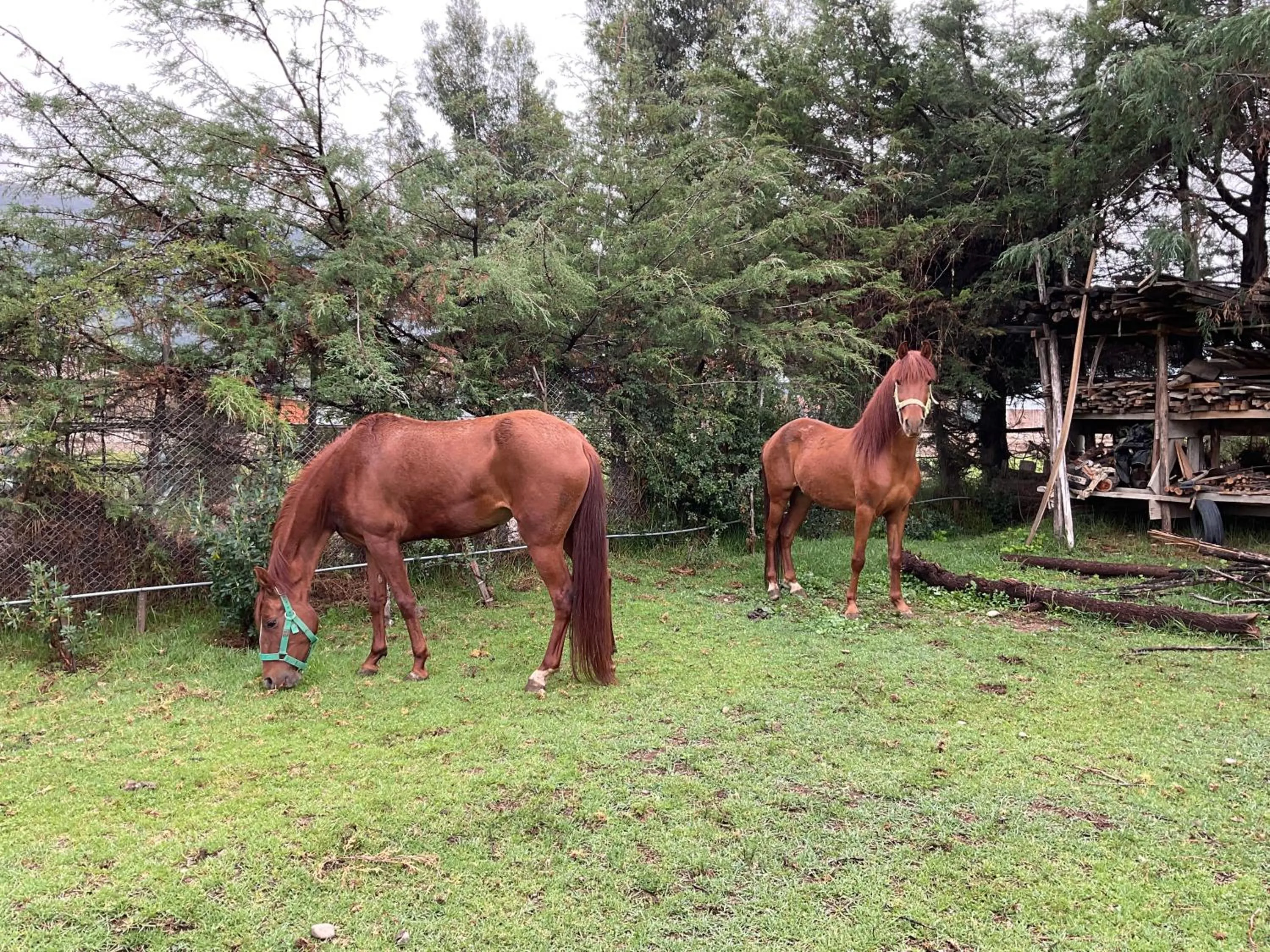 Animals in RESORT ALAPA