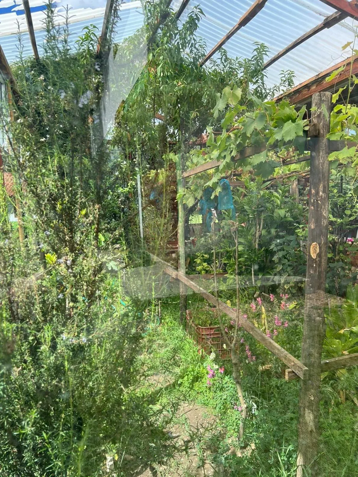 Garden in RESORT ALAPA