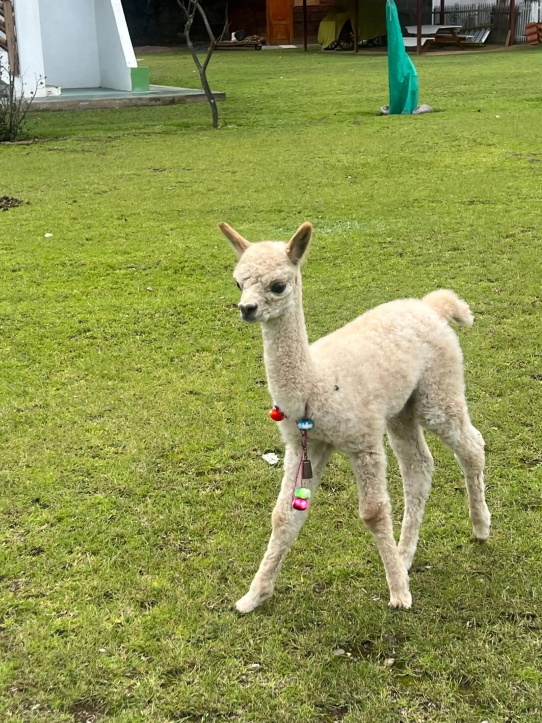 Animals in RESORT ALAPA