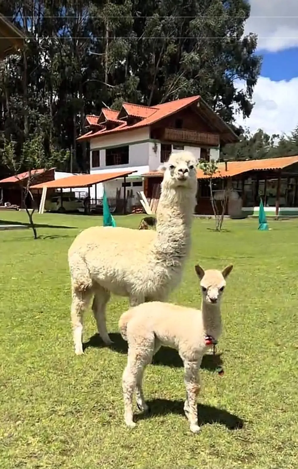 Animals in RESORT ALAPA