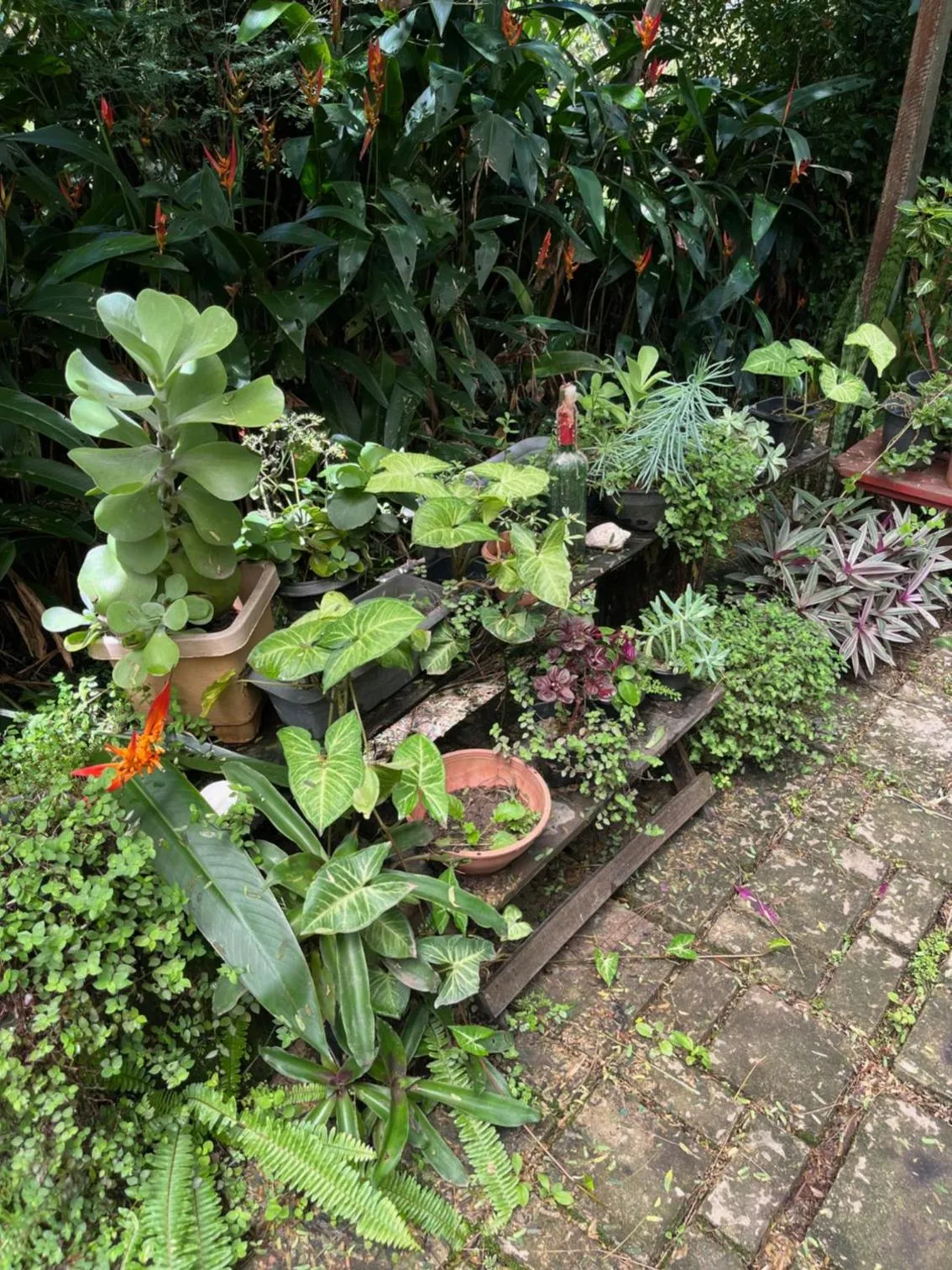 Garden in Pousada Canto das Cachoeiras