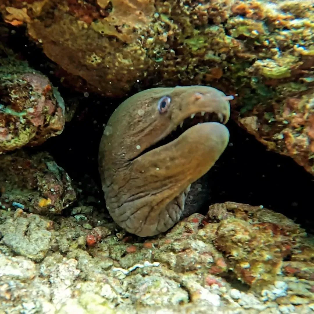 Snorkeling in VIVA Beach Maldives
