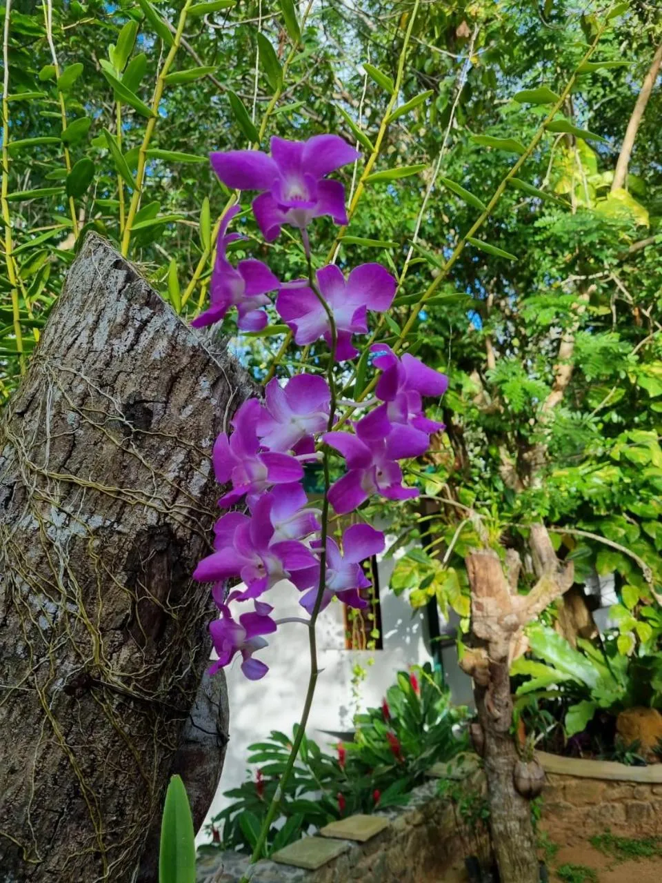 Garden in Villa Birdlake