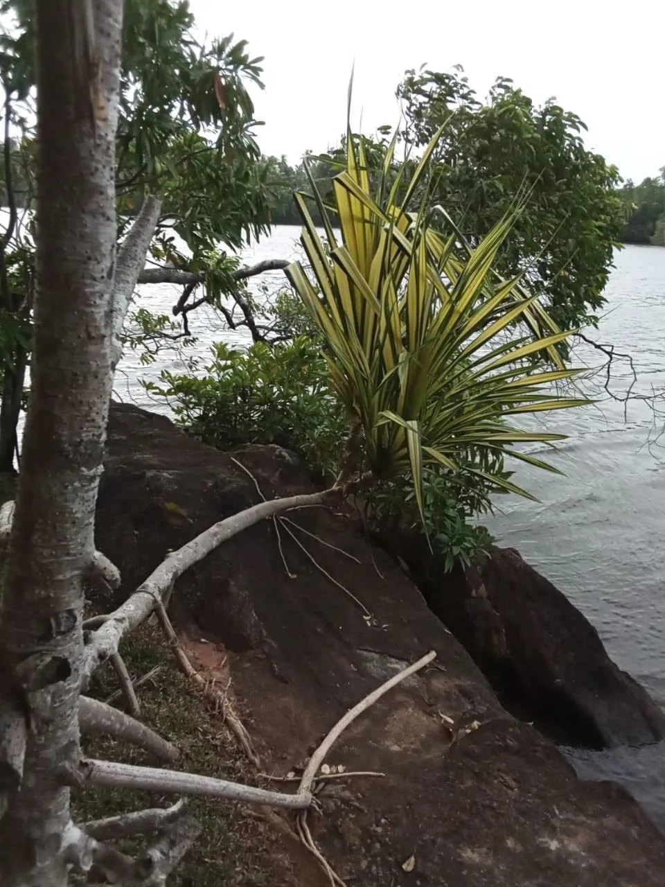 Natural landscape in Villa Birdlake