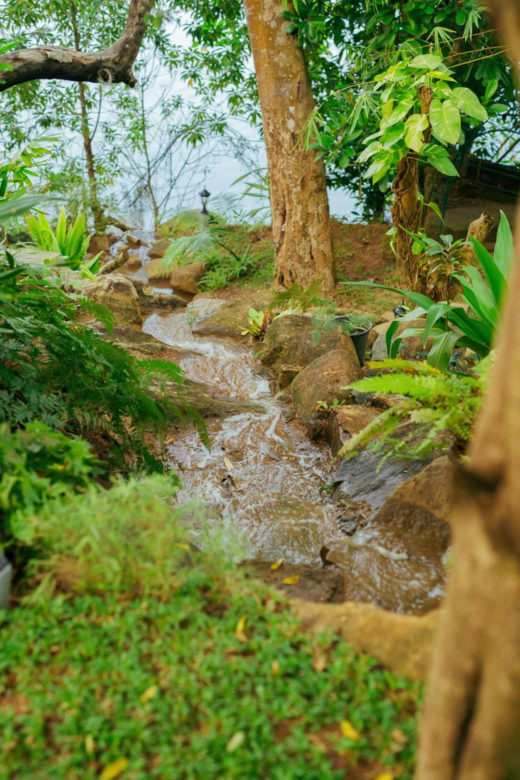 Natural landscape in Villa Birdlake