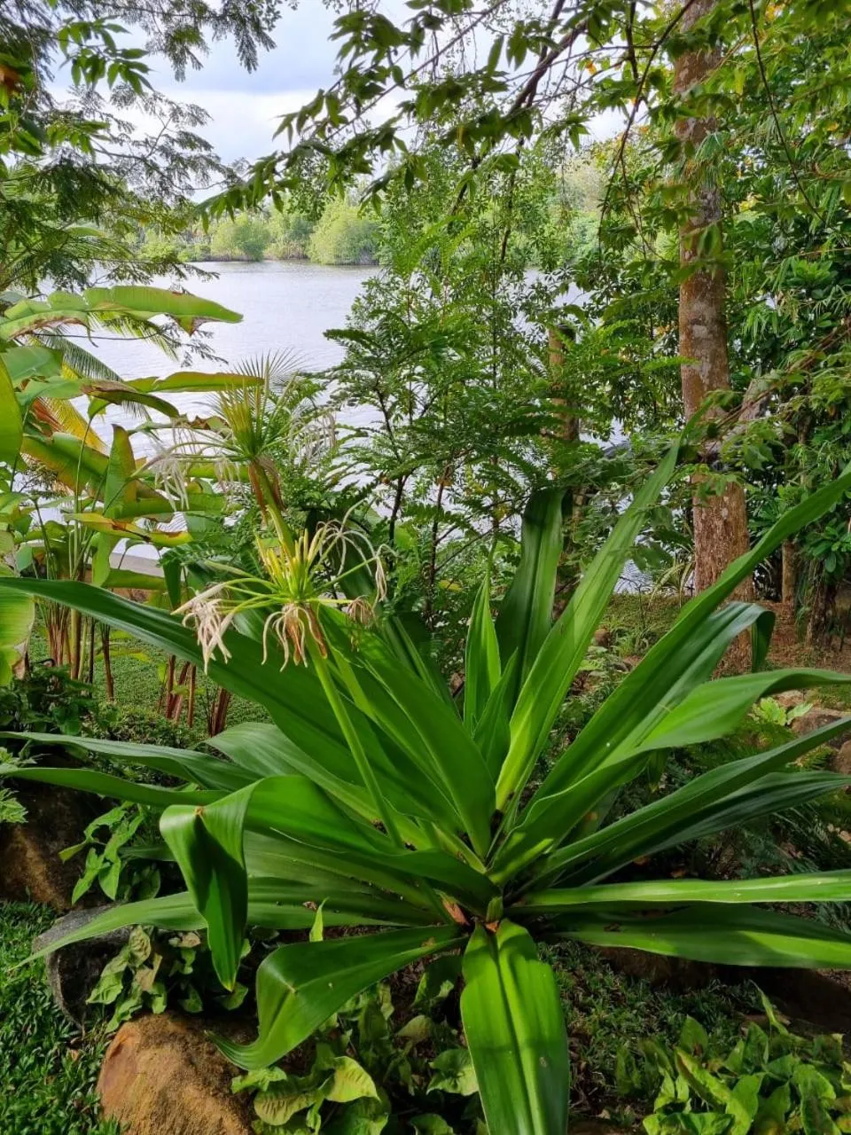 Garden in Villa Birdlake