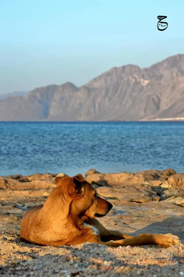 Animals in Lagona Dahab Hotel