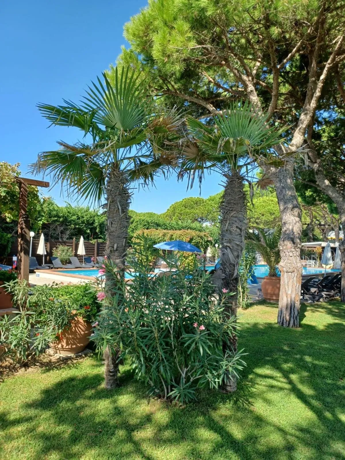 Garden in Hotel Viña del Mar Pineta