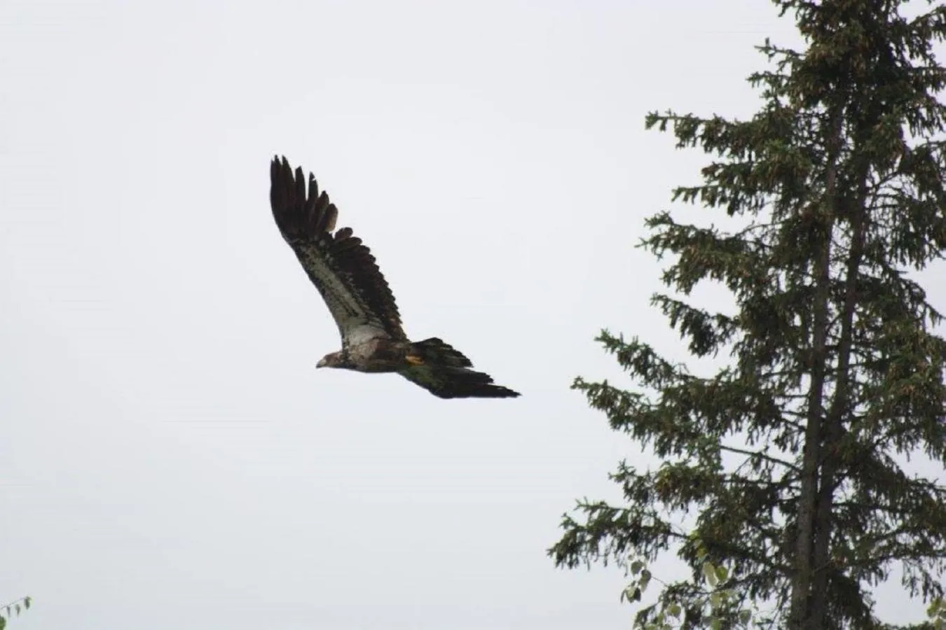 Pets in LDR Lodge - Last Dollar Ranch